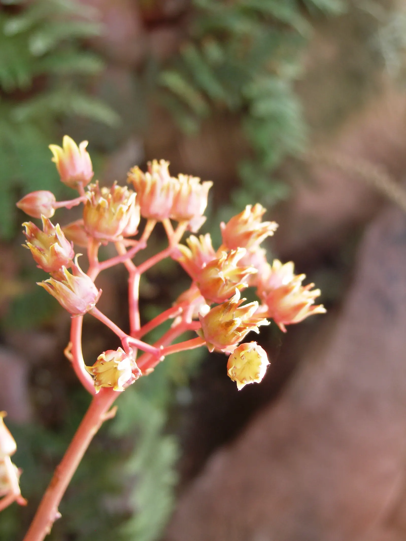 Carpet Echeveria (Echeveria Agavoides) — ensure each rosette is spaced approximately 6 to 9 inches apart to allow for proper air circulation and growth; which