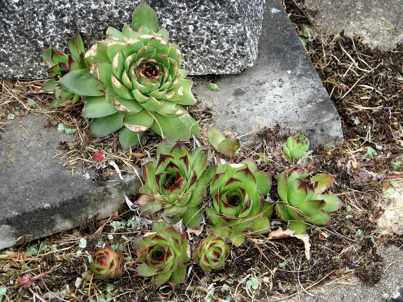 Carpet Echeveria (Echeveria Agavoides) — Echeveria agavoides produces coral-red to pink flowers on slender; it's known for its compact size and low