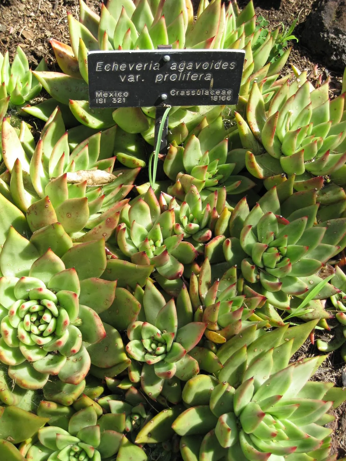 Carpet Echeveria (Echeveria Agavoides) — succulent for full or half