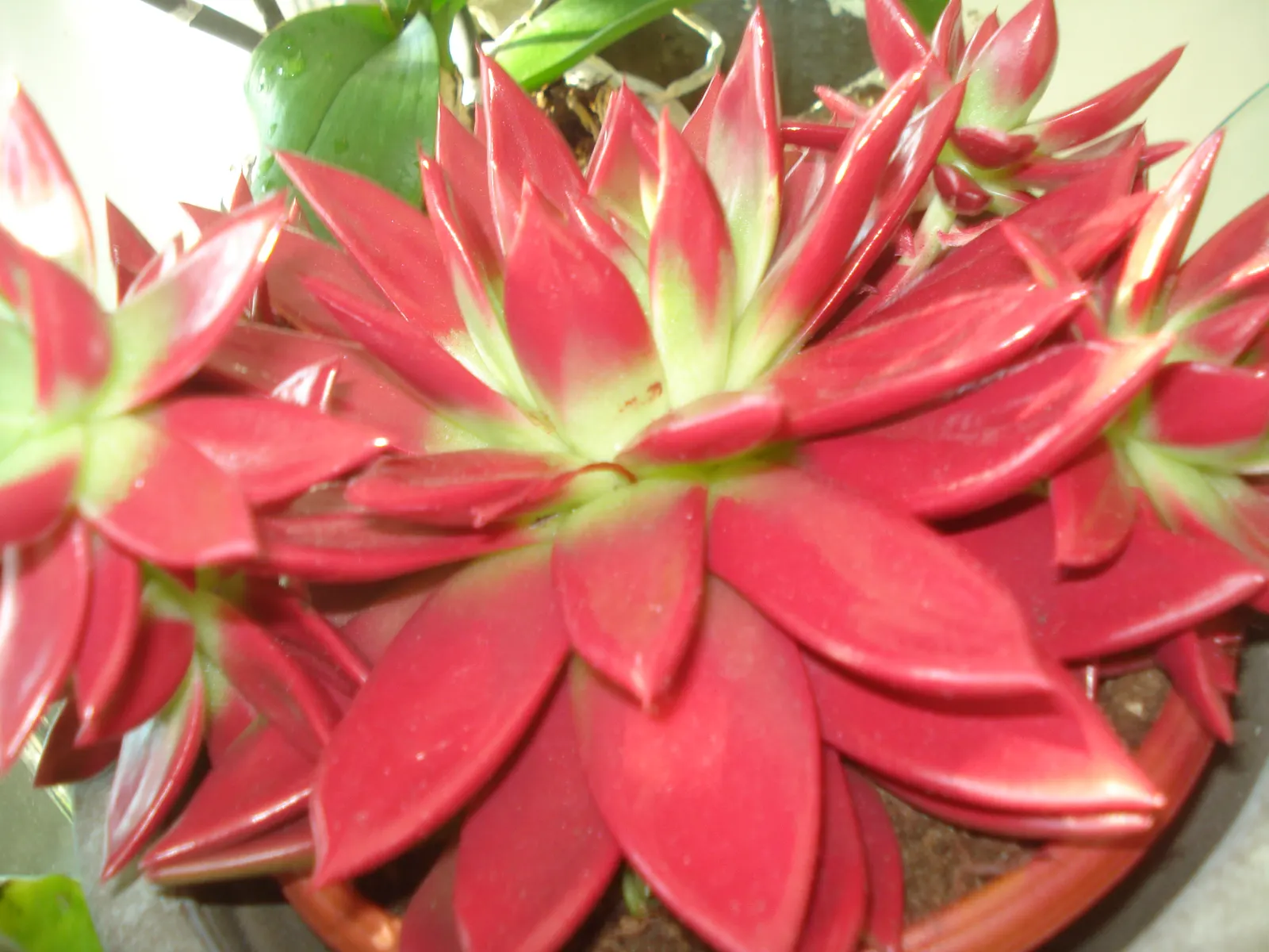 Carpet Echeveria (Echeveria Agavoides) — It's known for its compact size and low maintenance, thriving in USDA Hardiness Zones 9-11