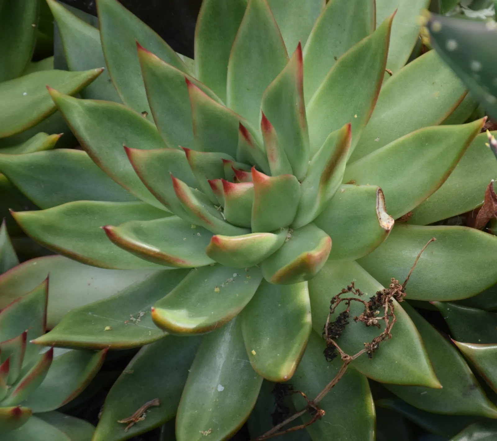 Carpet Echeveria (Echeveria Agavoides) — It prefers full sun to partial shade and needs well-draining soil, with minimal watering; commonly named Carpet