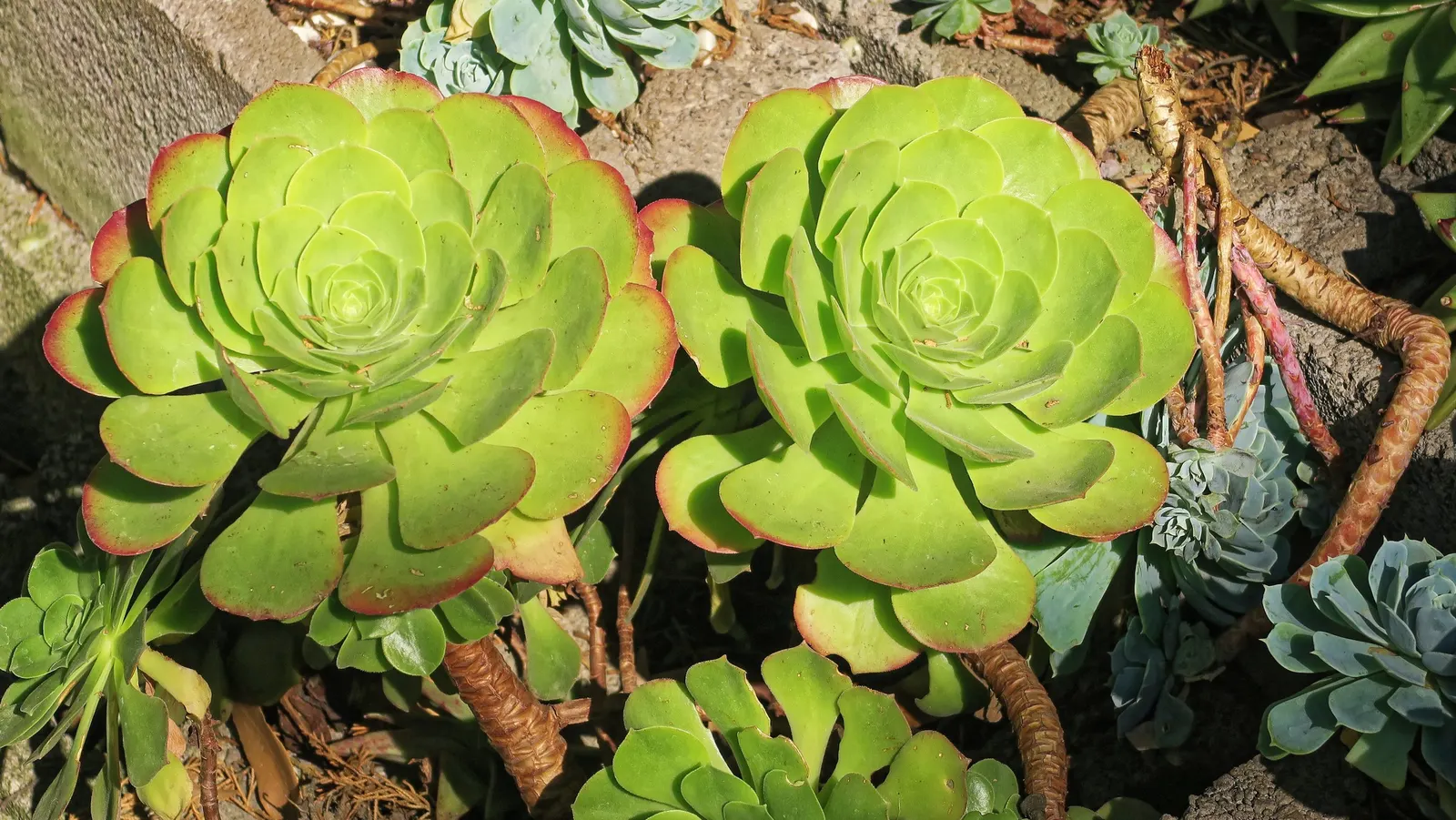 Carpet Echeveria (Echeveria Agavoides) — making it suitable for outdoor planting in mild climates.<br><br>Beginning in late spring to early summer; offering an