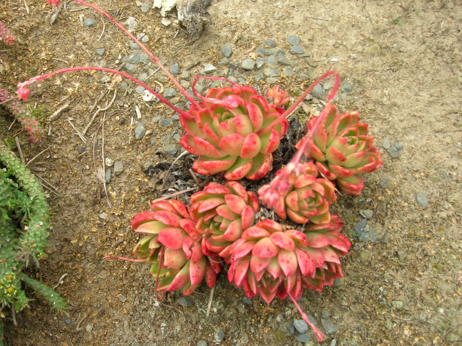Carpet Echeveria (Echeveria Agavoides) — arching stalks that can reach up to 12 inches in height; pointed leaves that emulate the shape of an agave
