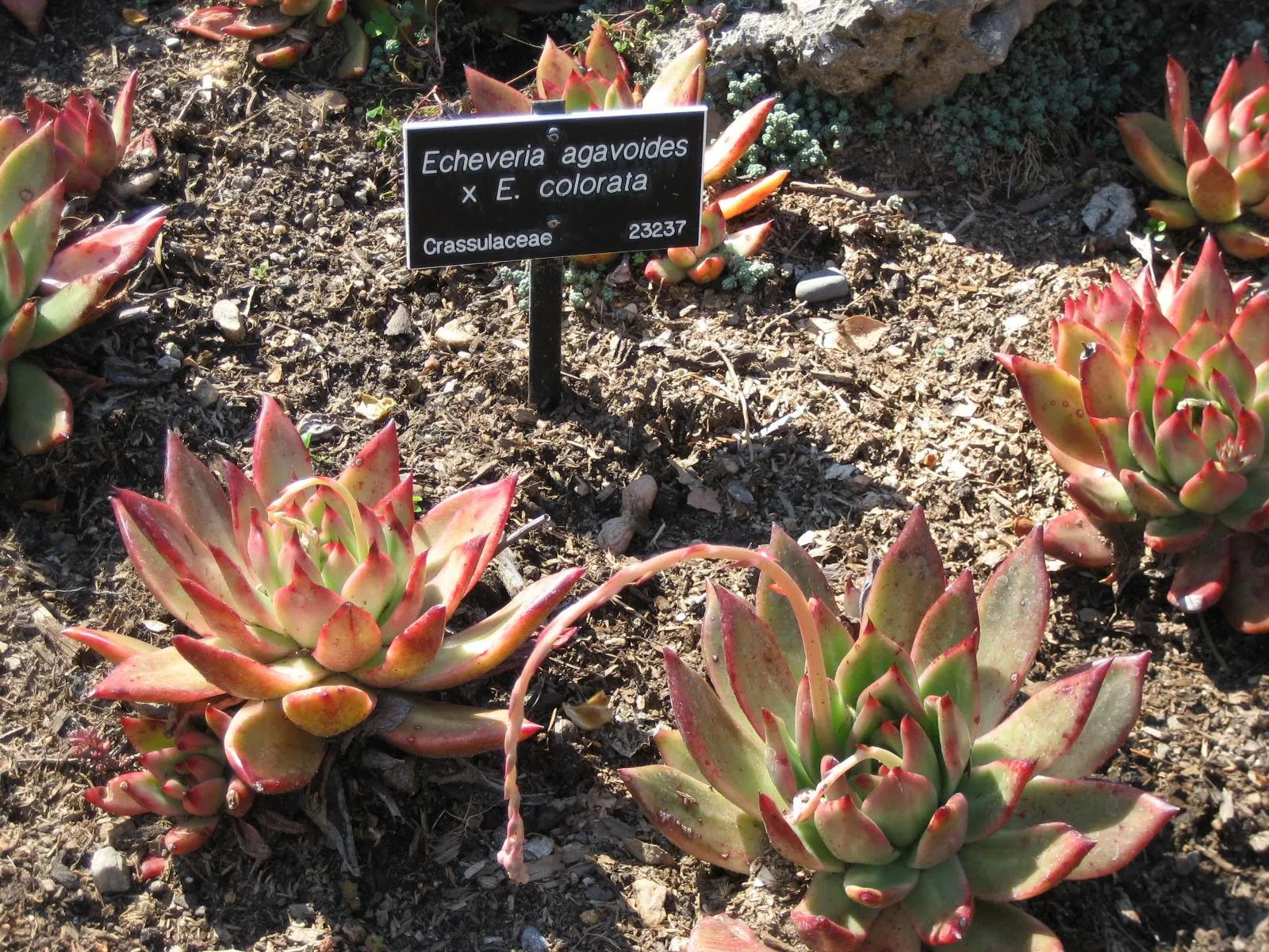 Carpet Echeveria (Echeveria Agavoides) — It prefers full sun to partial shade and needs well-draining soil, with minimal watering