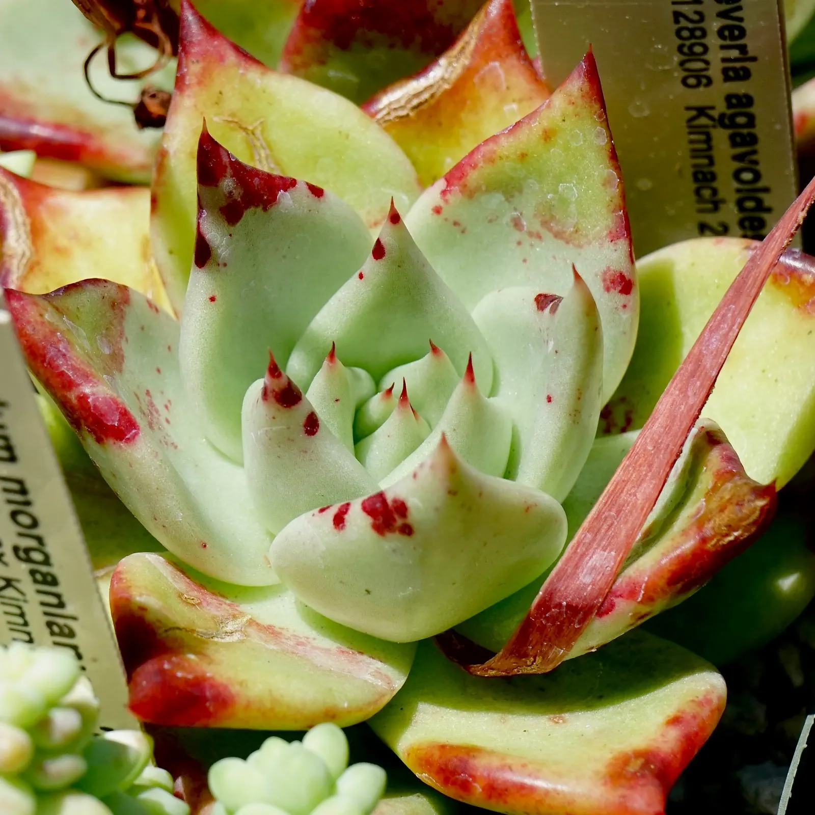 Carpet Echeveria (Echeveria Agavoides) — The leaves are a vibrant green and may exhibit red edges when exposed to sufficient sunlight
