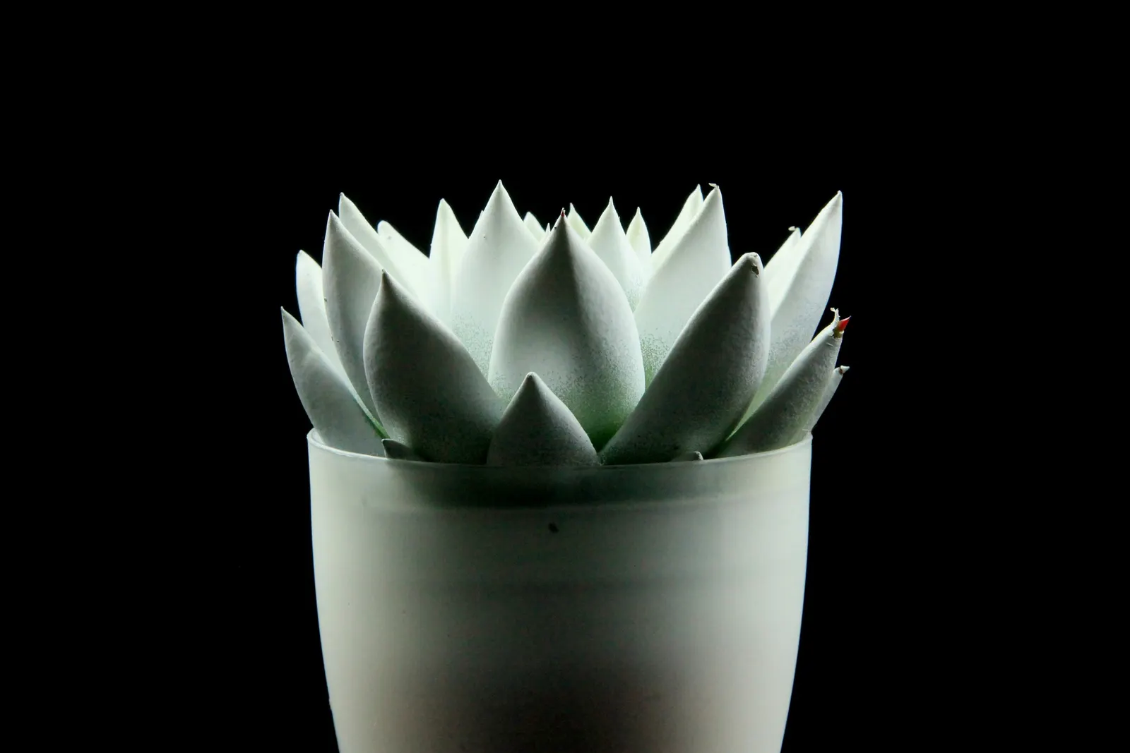 Carpet Echeveria (Echeveria Agavoides) — Echeveria agavoides produces coral-red to pink flowers on slender