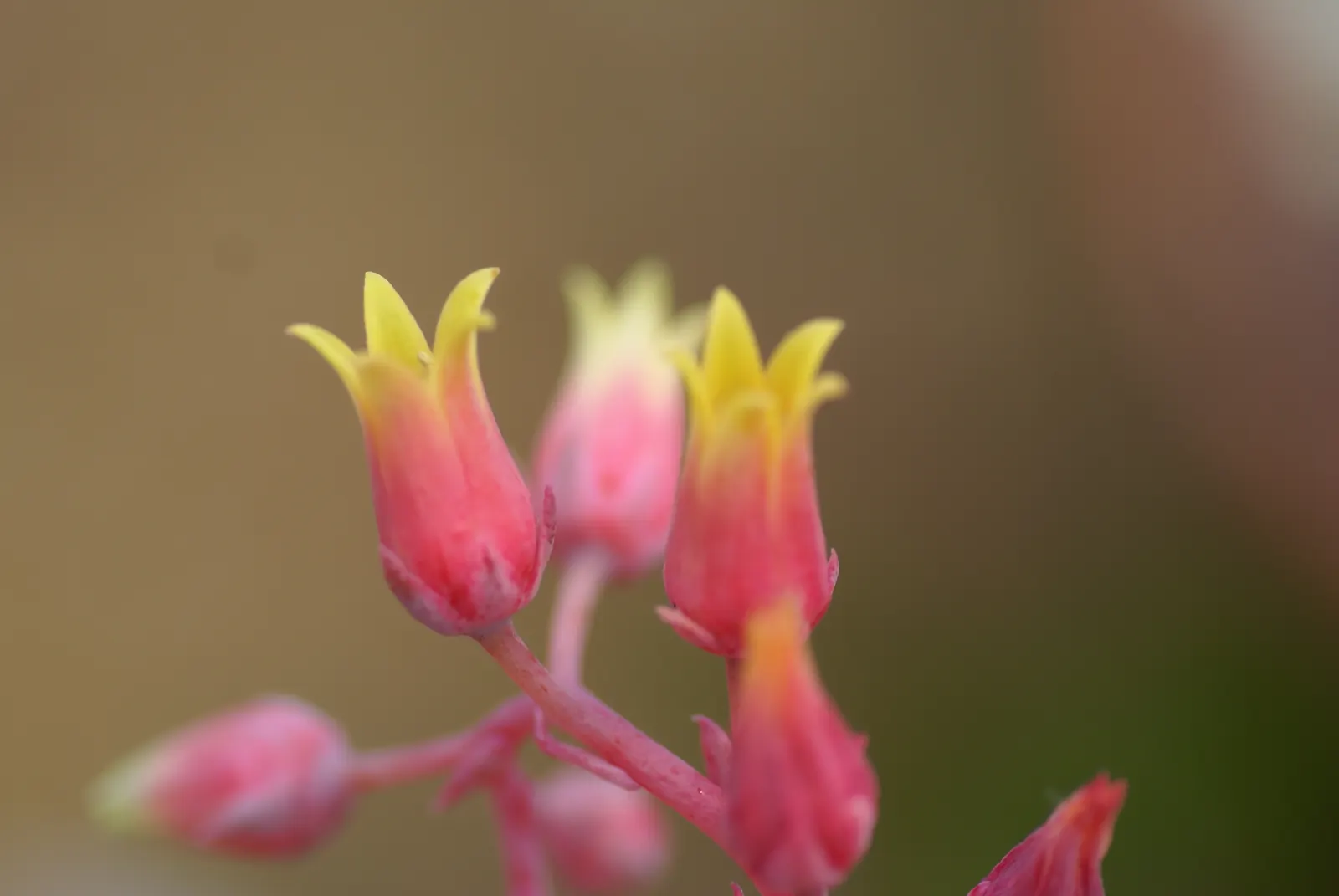 Carpet Echeveria (Echeveria Agavoides) — making it suitable for outdoor planting in mild climates.<br><br>Beginning in late spring to early summer