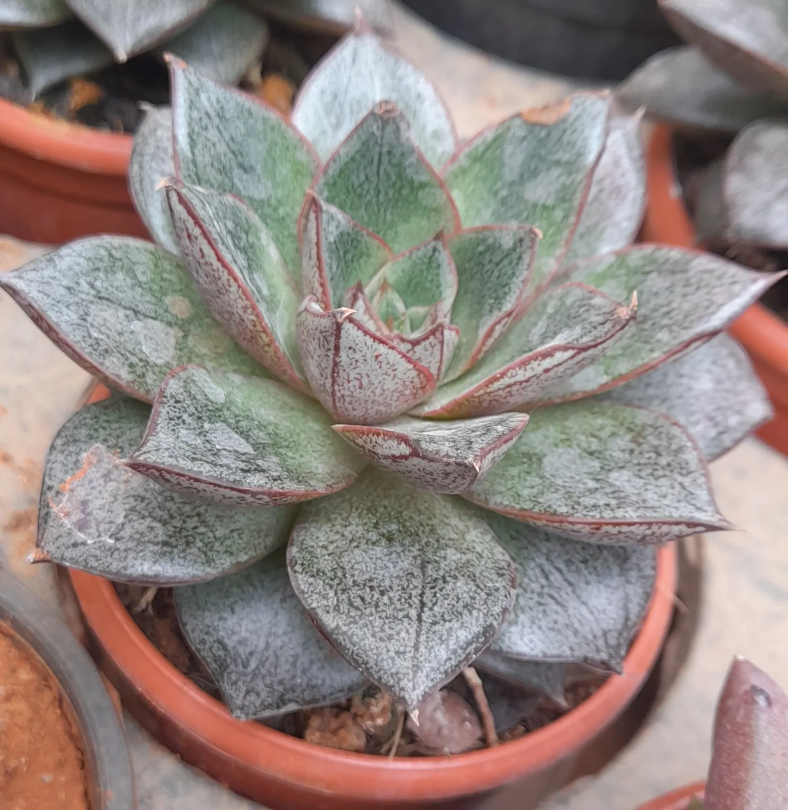 Carpet Echeveria (Echeveria Agavoides) — is a striking and low-maintenance succulent that adds a modern flair to any garden or landscape design; multi-colored