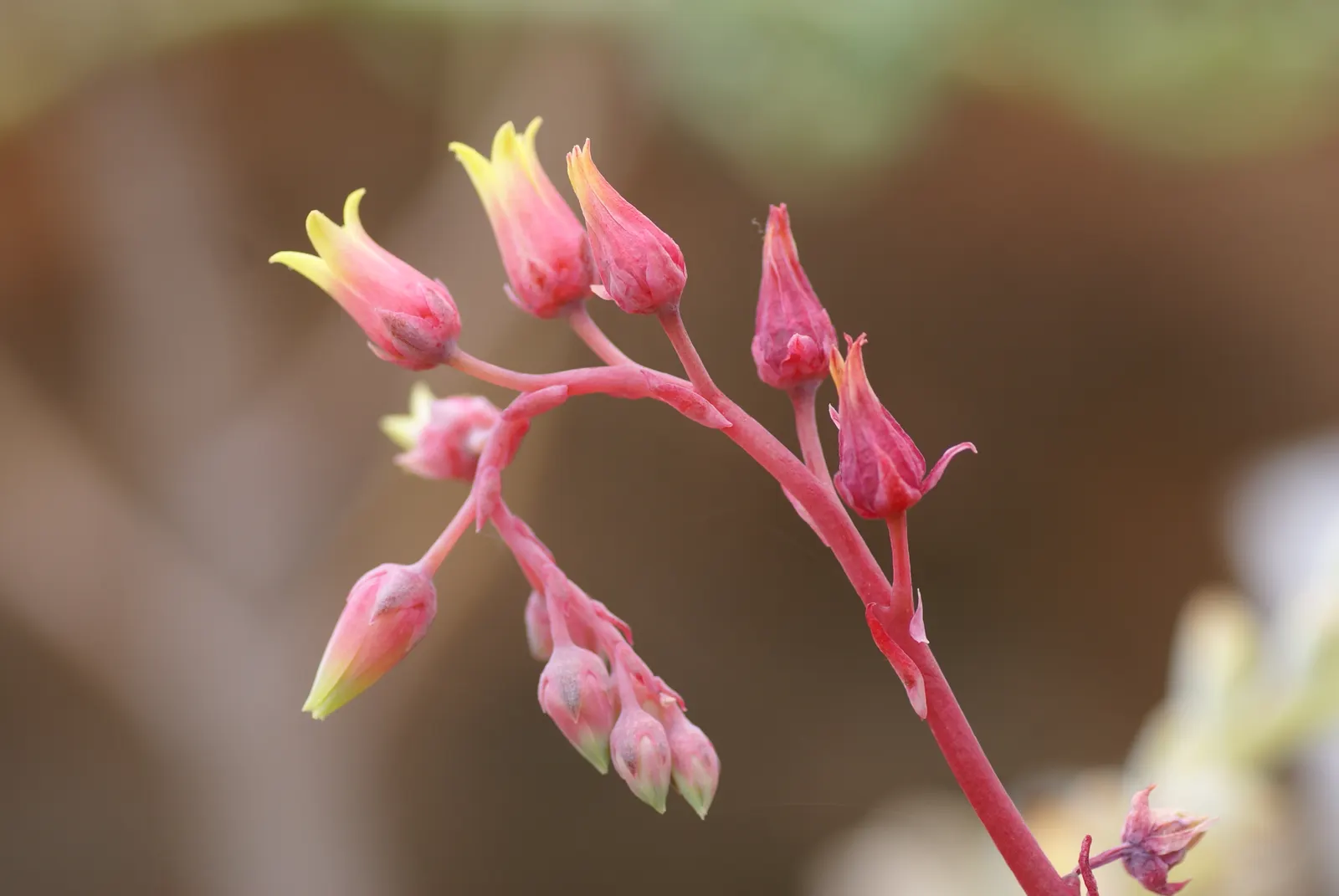 Carpet Echeveria (Echeveria Agavoides) — which accentuates their waxy