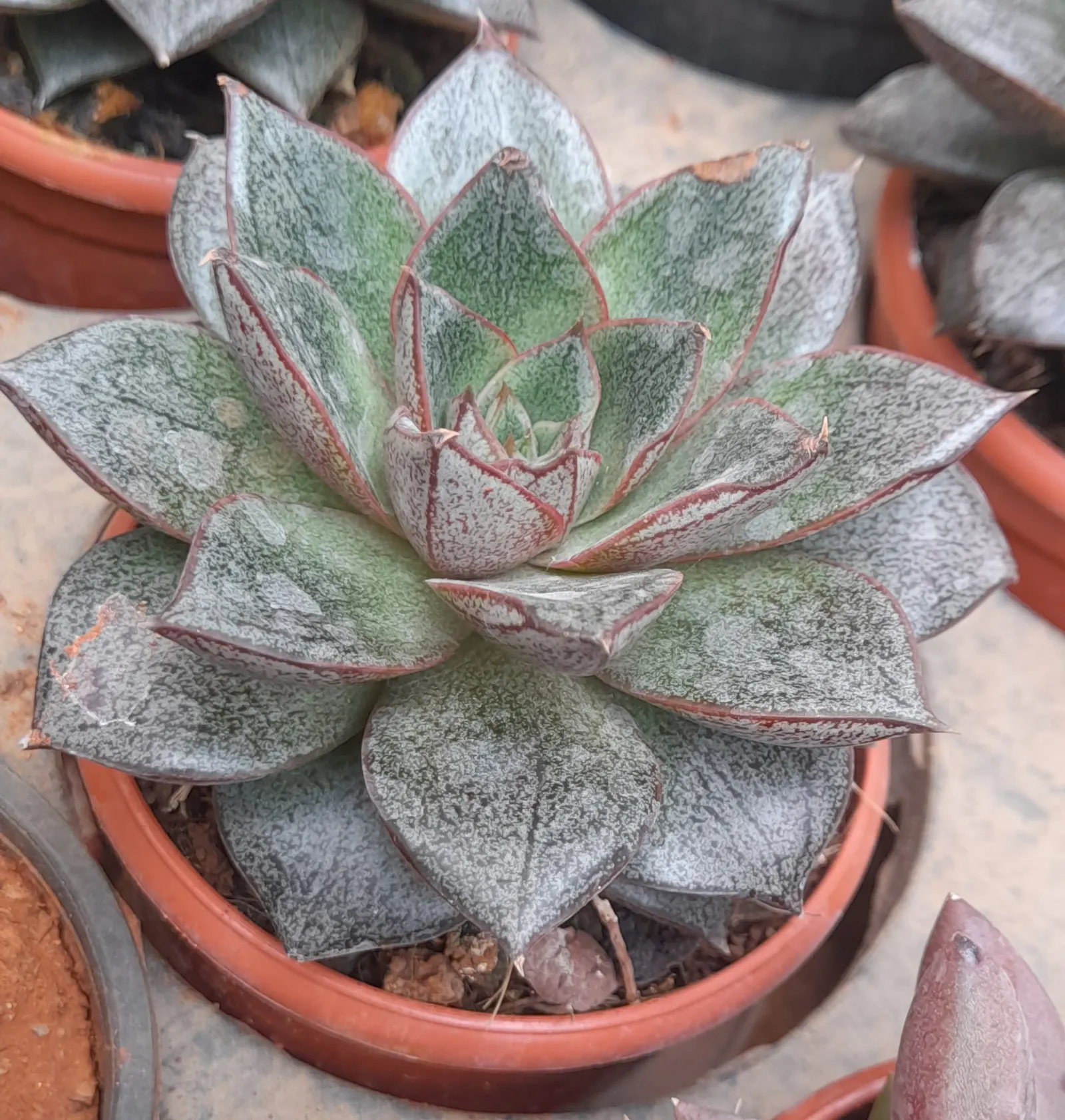 Carpet Echeveria (Echeveria Agavoides) — commonly named Carpet Echeveria; it prefers full sun to partial shade and needs well-draining soil, with minimal