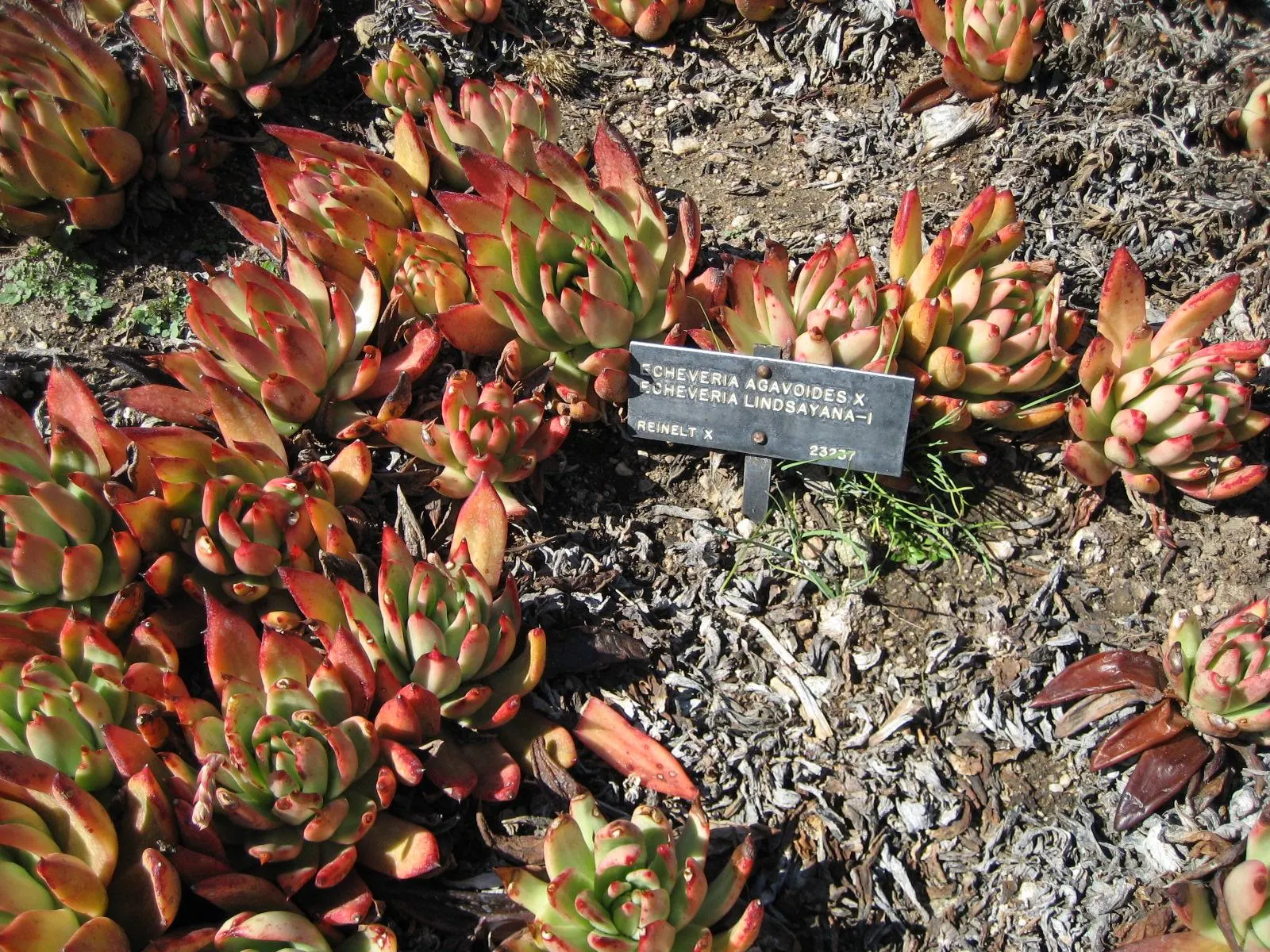 Carpet Echeveria (Echeveria Agavoides) — The leaves are a vibrant green and may exhibit red edges when exposed to sufficient sunlight; it is characterized by