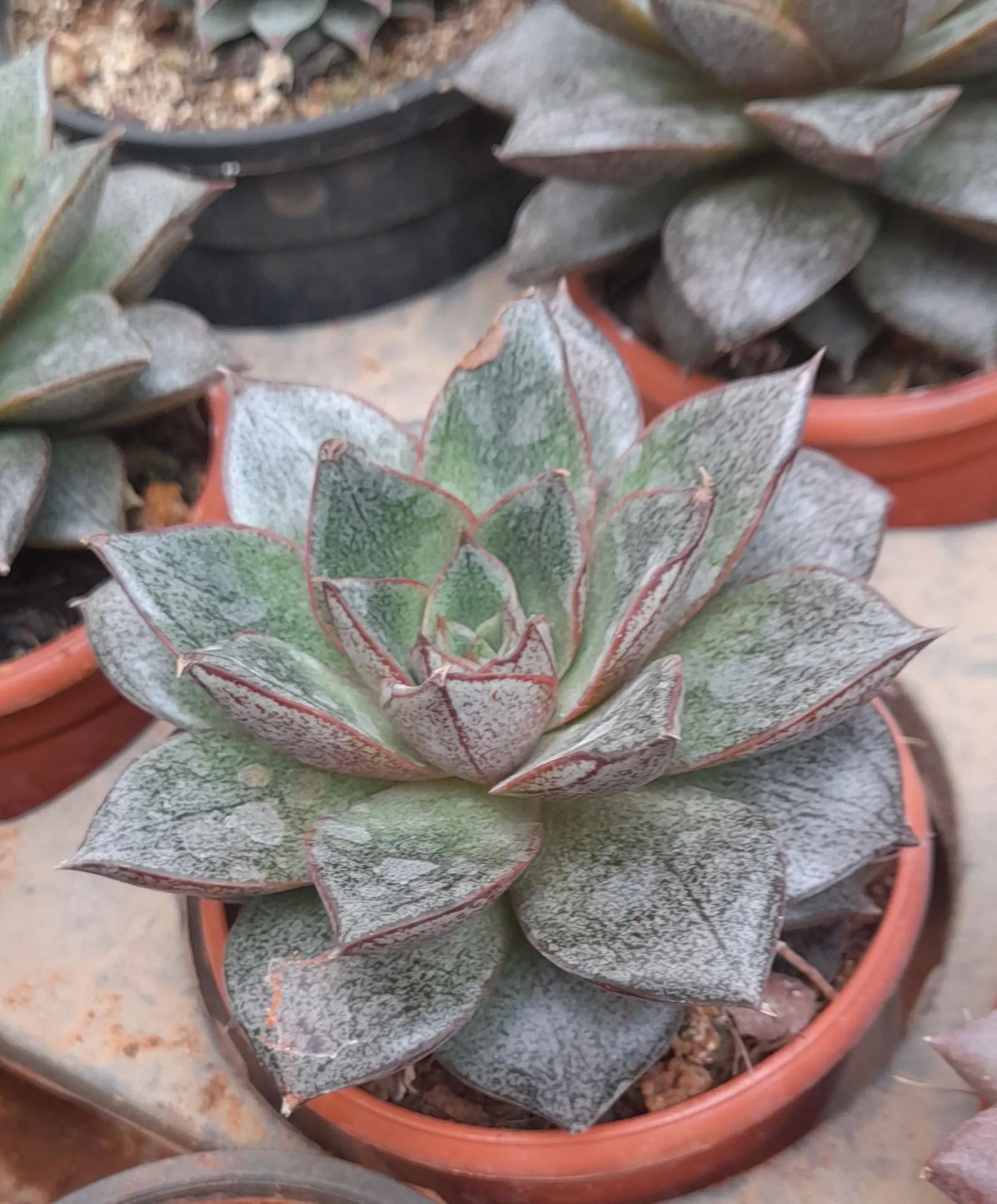 Carpet Echeveria (Echeveria Agavoides) — It's known for its compact size and low maintenance, thriving in USDA Hardiness Zones 9-11; echeveria agavoides