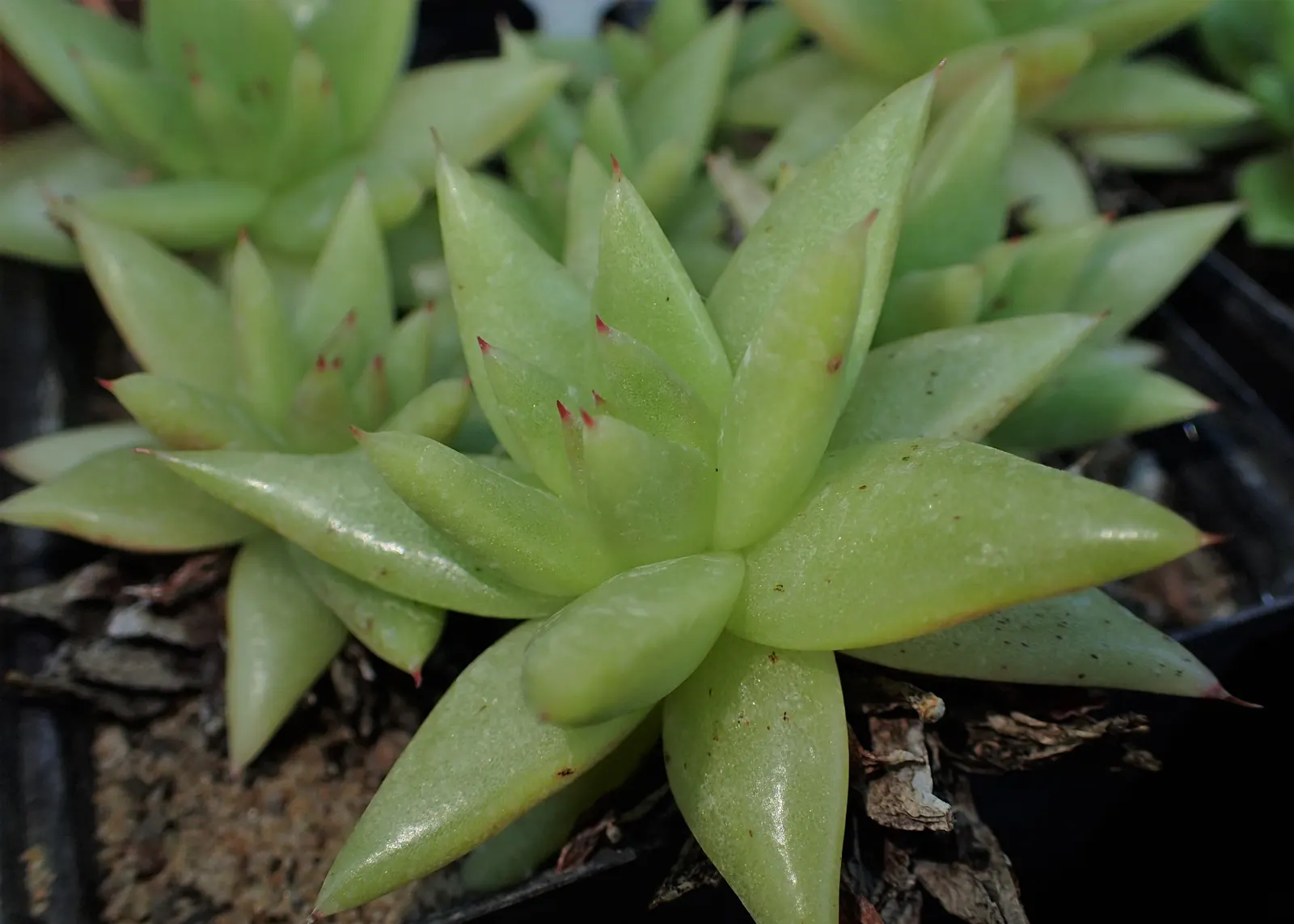 Carpet Echeveria (Echeveria Agavoides) — pointed leaves that emulate the shape of an agave; arching stalks that can reach up to 12 inches in height