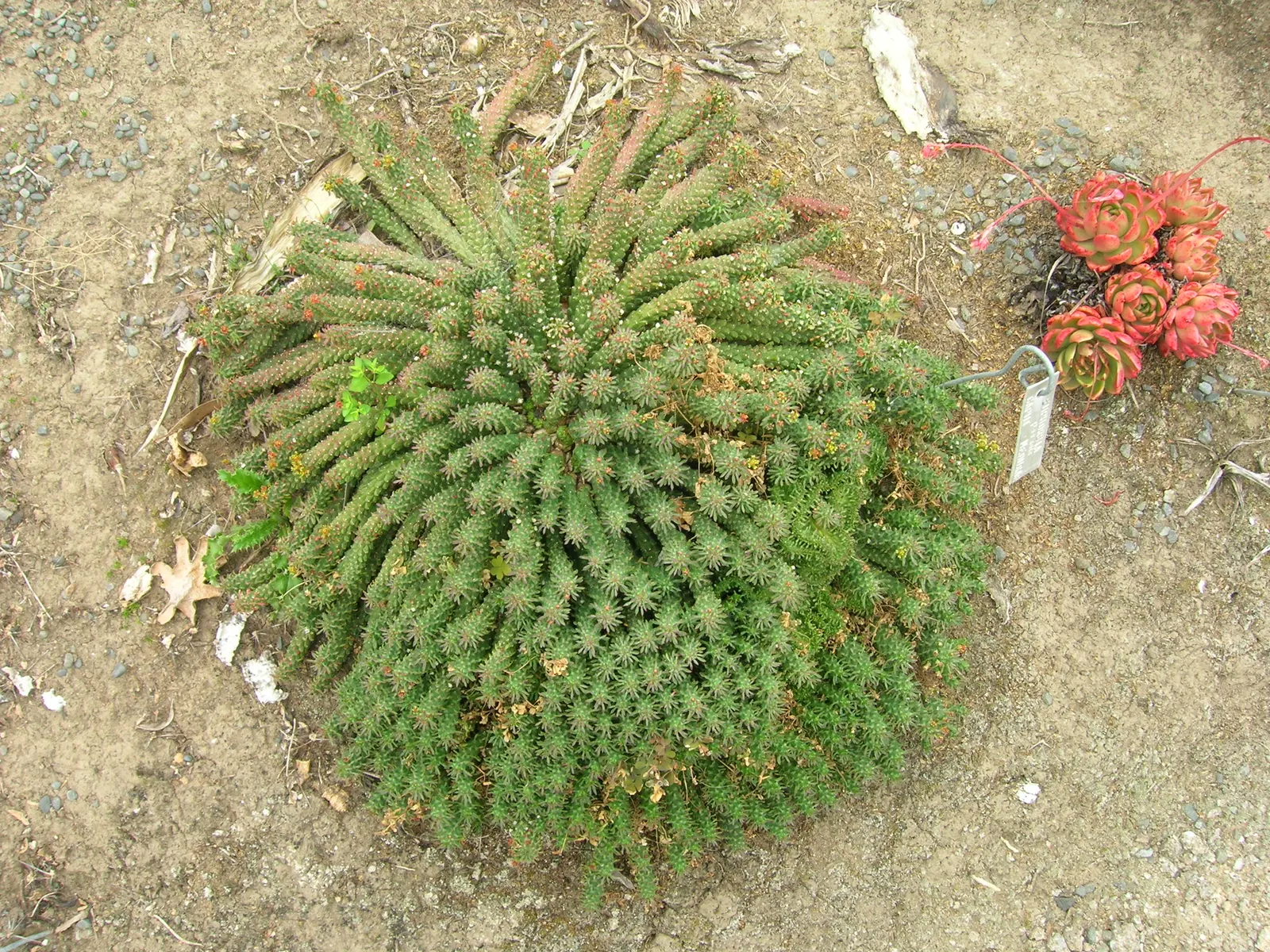 Carpet Echeveria (Echeveria Agavoides) — sculptural form.<br><br>This drought-tolerant species requires minimal watering once established