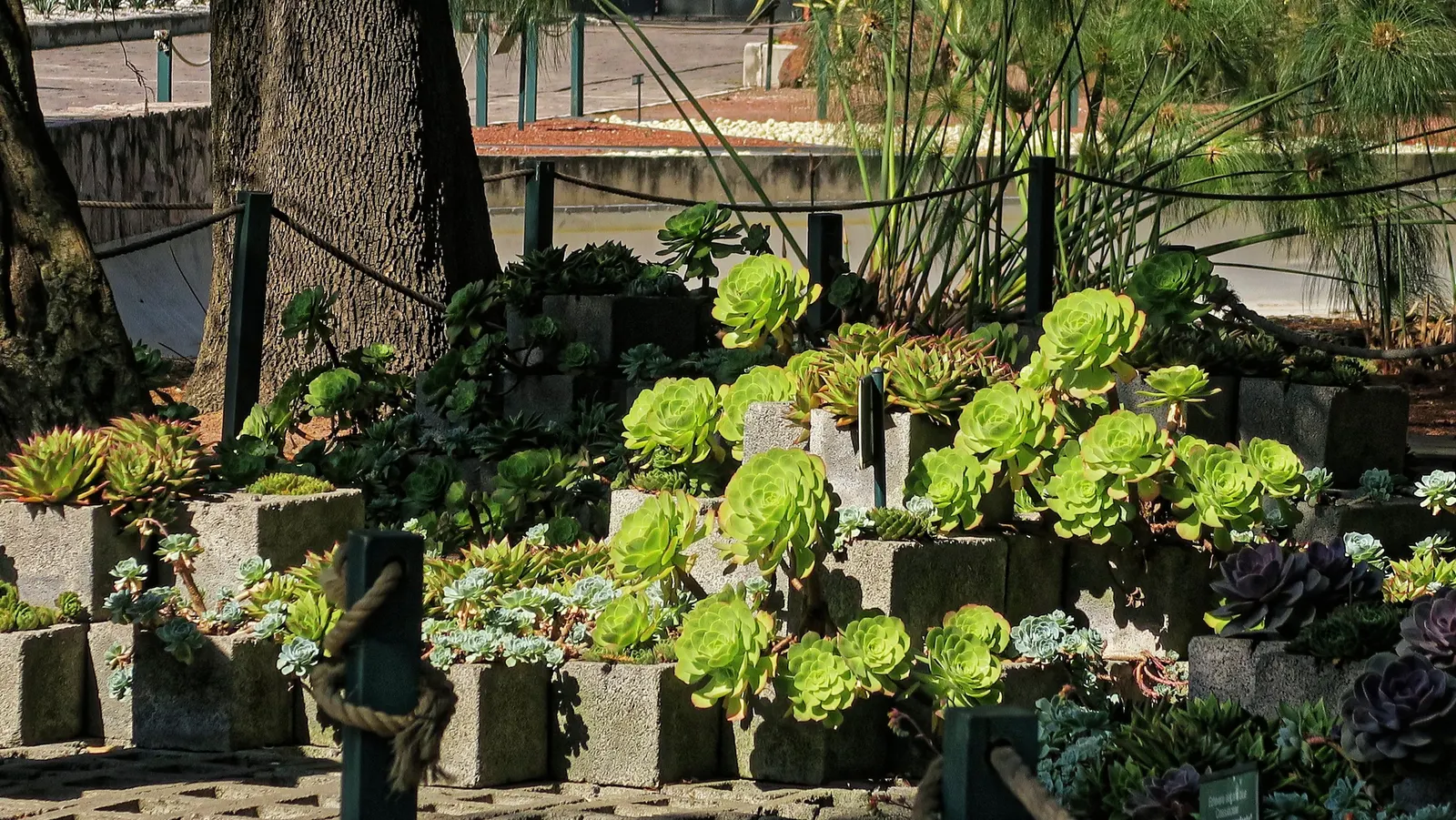 Carpet Echeveria (Echeveria Agavoides) — commonly named Carpet Echeveria