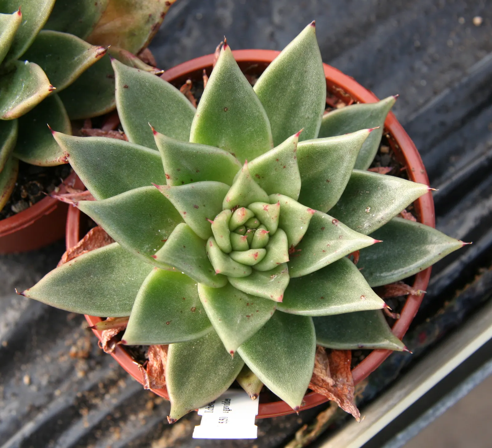 Carpet Echeveria (Echeveria Agavoides) — offering an additional layer of visual interest to its already captivating foliage
