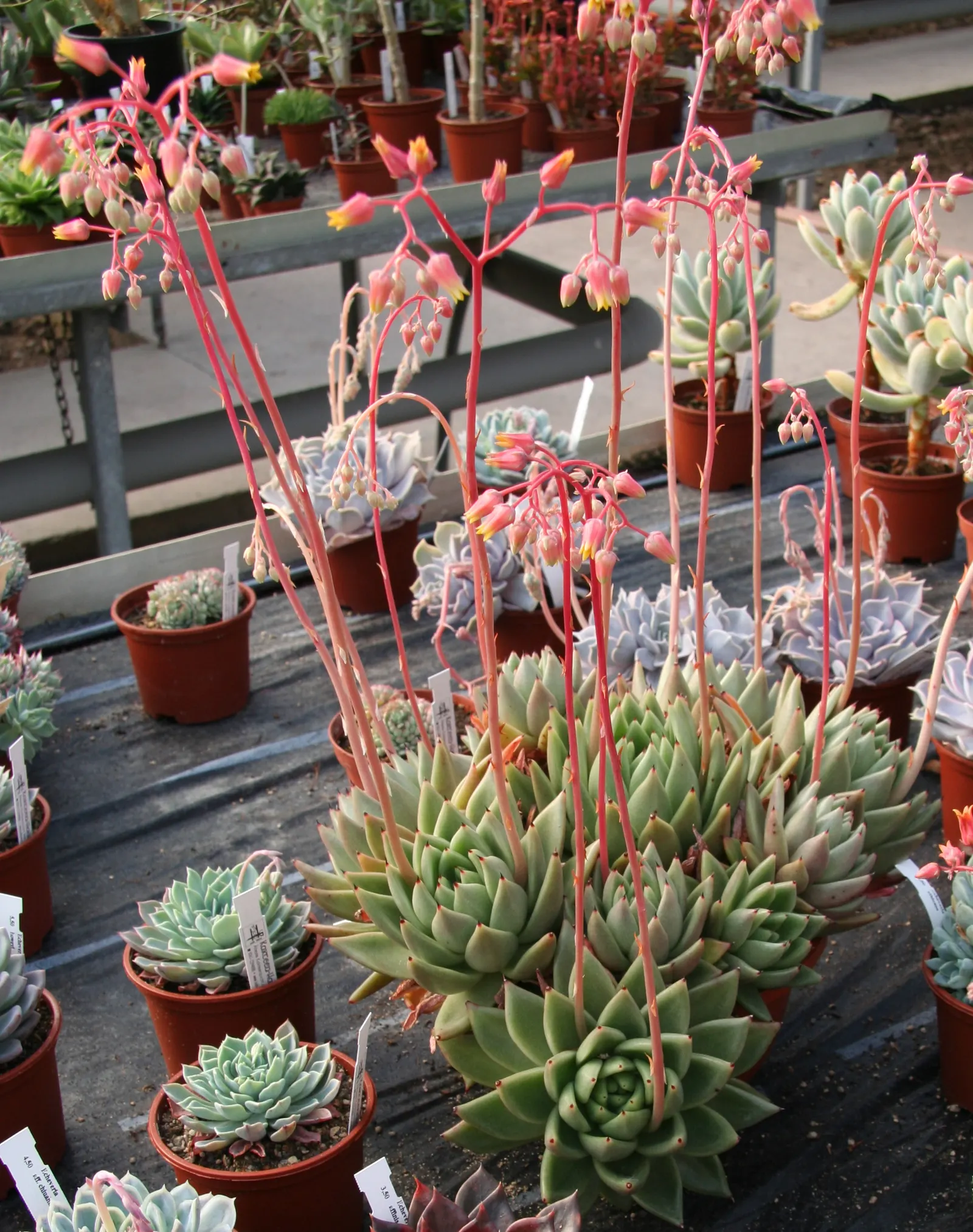 Carpet Echeveria (Echeveria Agavoides) — which is the inspiration behind its specific epithet 'agavoides'; is a succulent forming rosettes up to 8 inches in