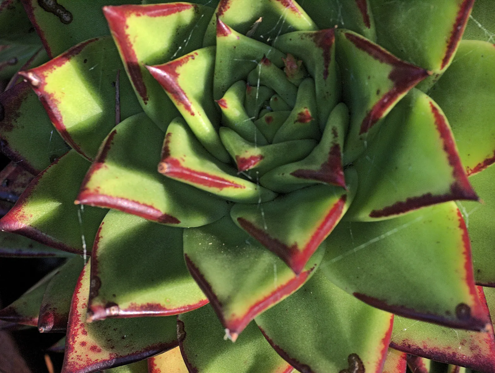 Carpet Echeveria (Echeveria Agavoides) — multi-colored and red and yellow flowers in the garden