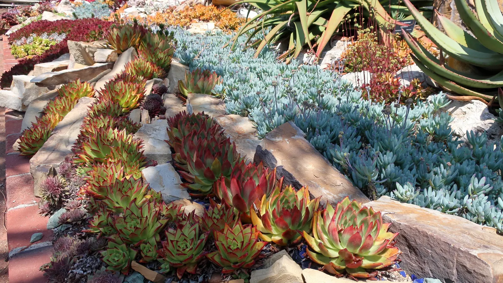 Carpet Echeveria (Echeveria Agavoides) — succulent with multi-colored and red and yellow blooms
