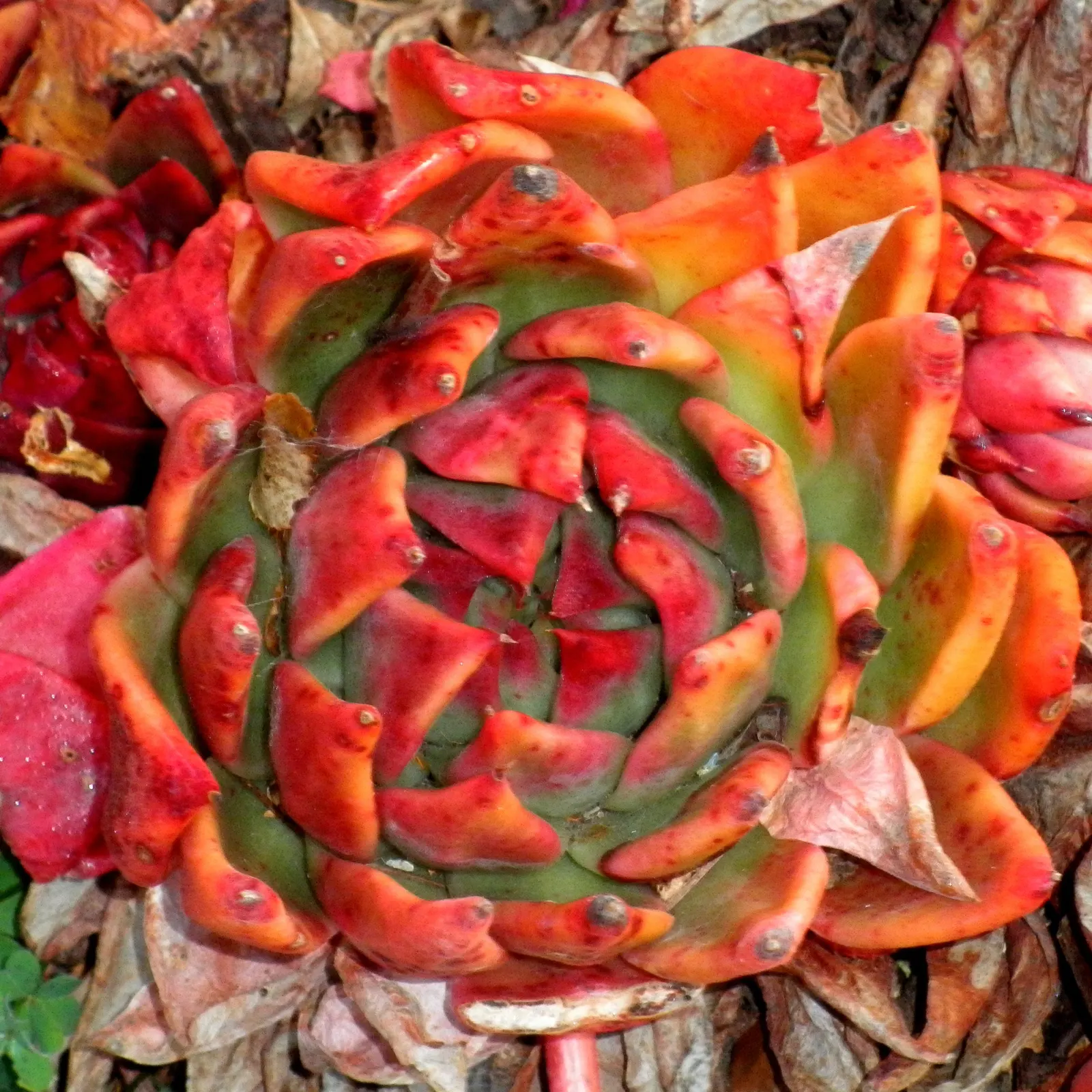 Carpet Echeveria (Echeveria Agavoides) — is a succulent forming rosettes up to 8 inches in diameter with pointed apple-green leaves; which is the inspiration