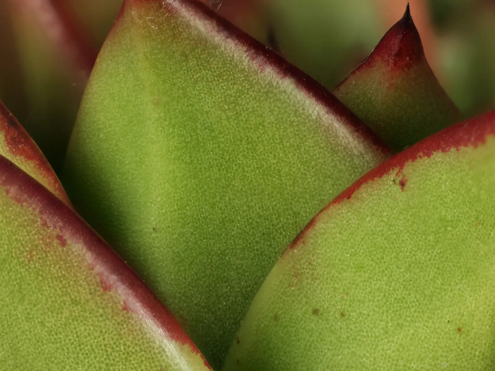 Carpet Echeveria (Echeveria Agavoides) — Originating from the rocky areas of Mexico; it adds a touch of architectural beauty to any landscape