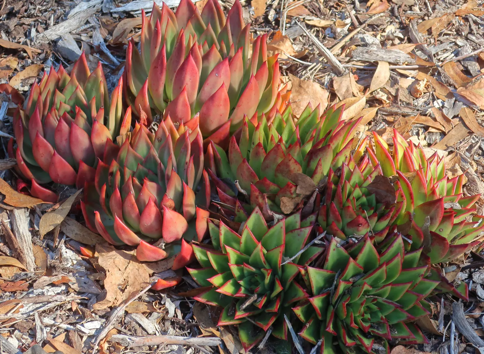 Carpet Echeveria (Echeveria Agavoides) — commonly referred to as Carpet Echeveria