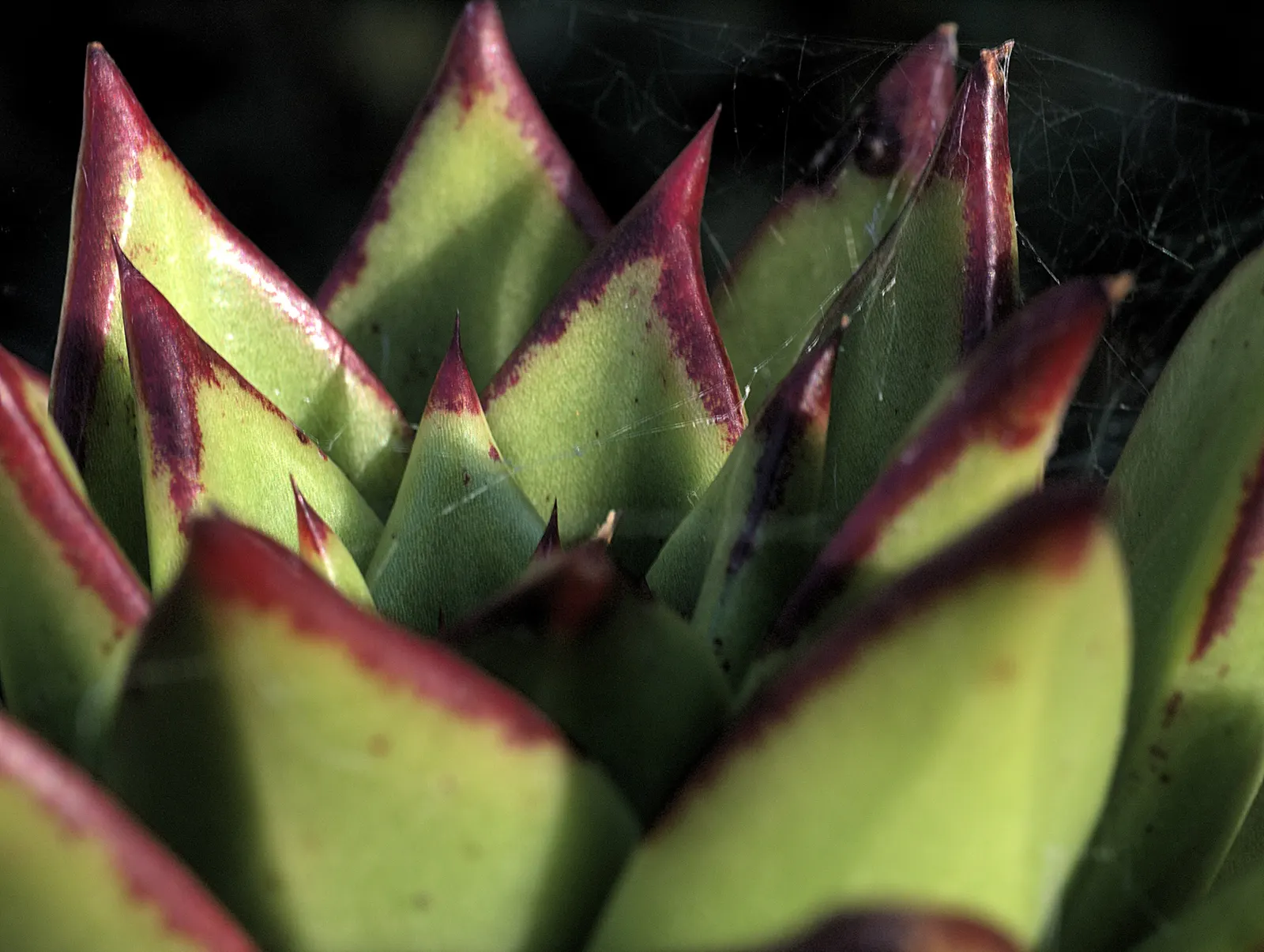 Carpet Echeveria (Echeveria Agavoides) — it adds a touch of architectural beauty to any landscape