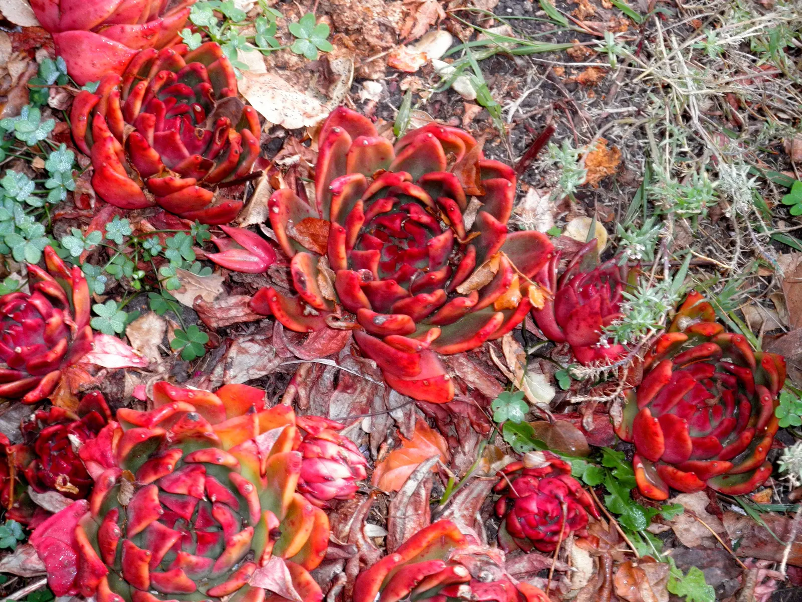 Carpet Echeveria (Echeveria Agavoides) — it adds a touch of architectural beauty to any landscape; originating from the rocky areas of Mexico