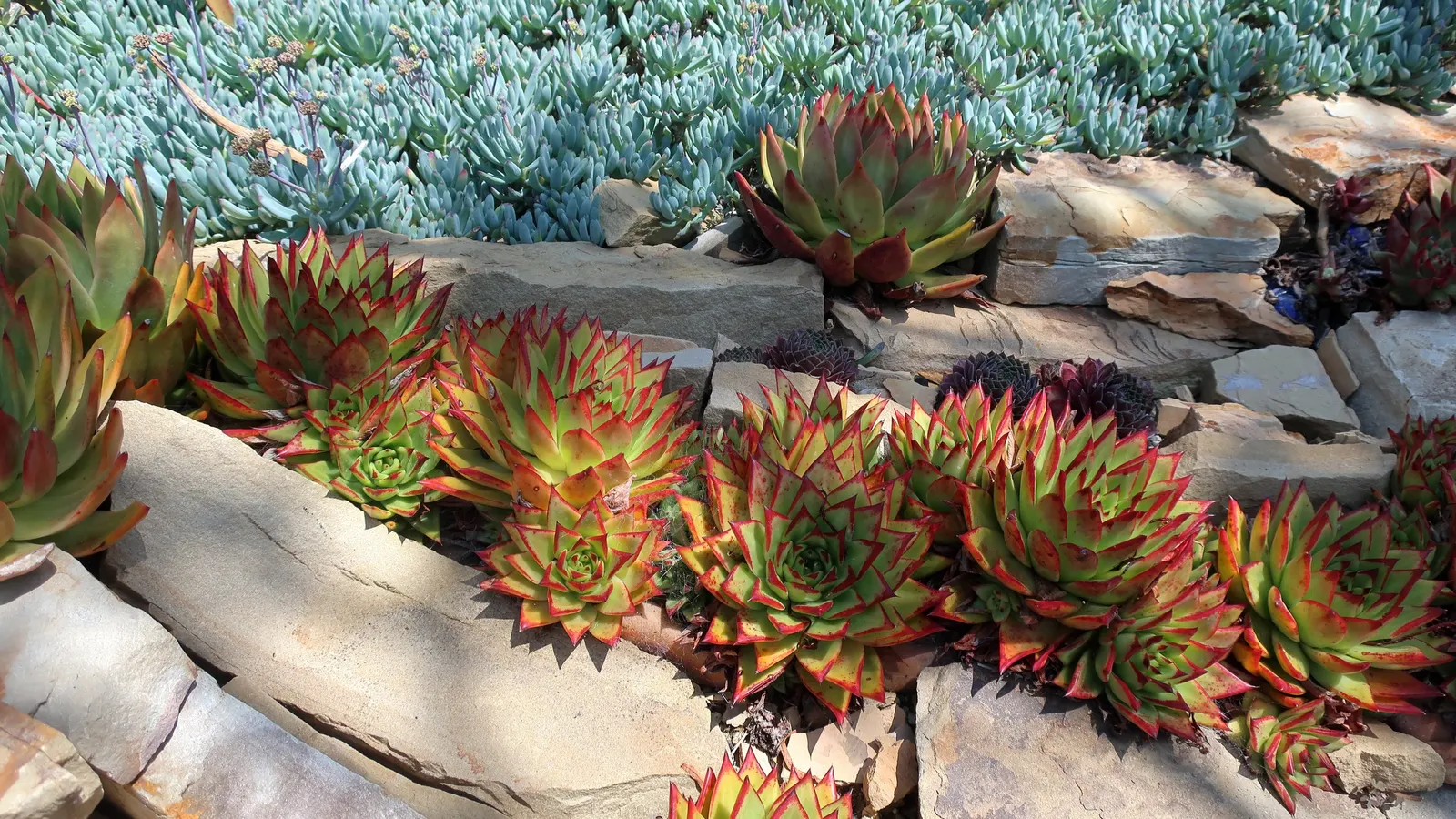 Carpet Echeveria (Echeveria Agavoides) — Originating from the rocky areas of Mexico