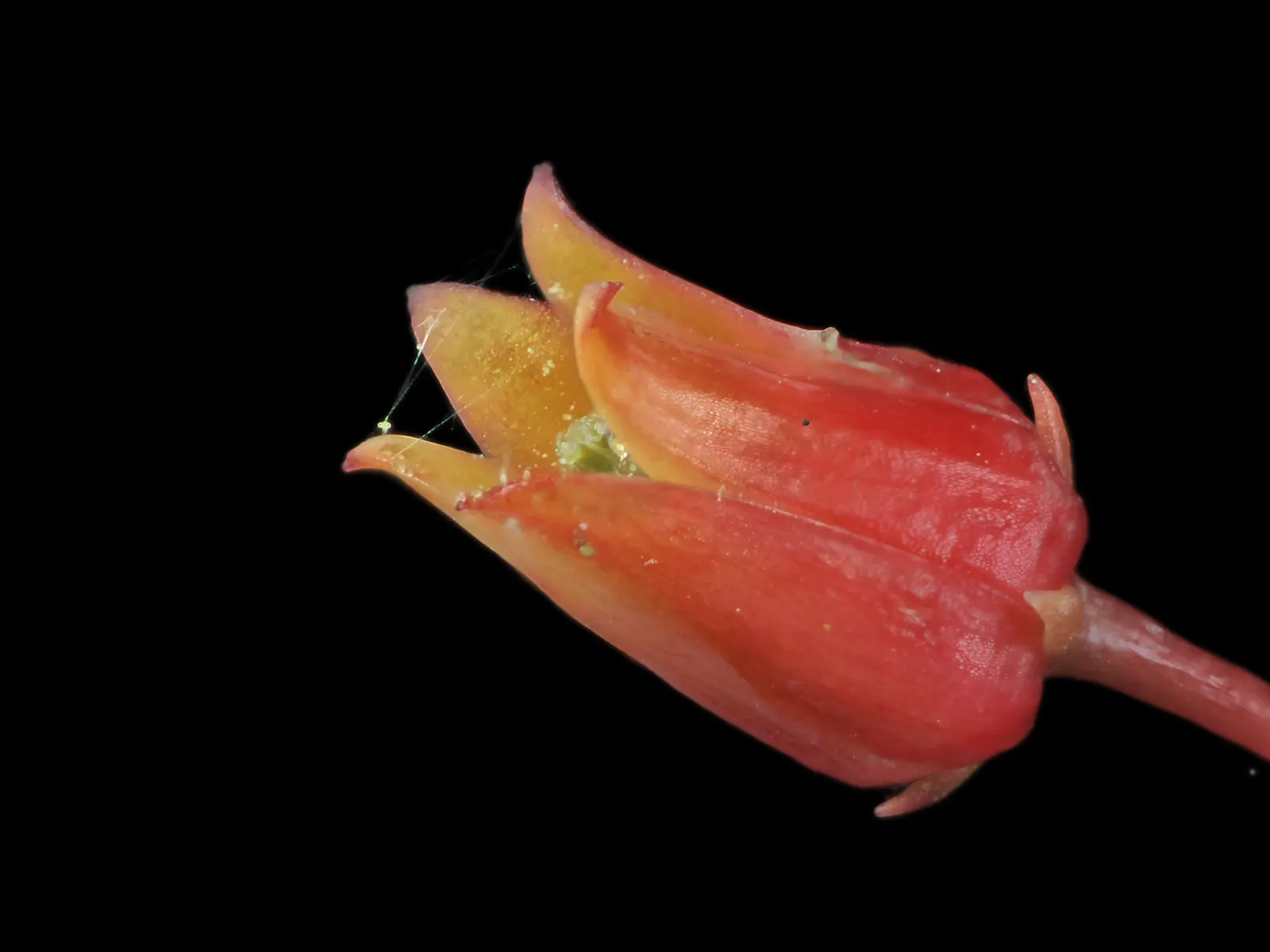 Carpet Echeveria (Echeveria Agavoides) — which accentuates their waxy; ensure each rosette is spaced approximately 6 to 9 inches apart to allow for proper air