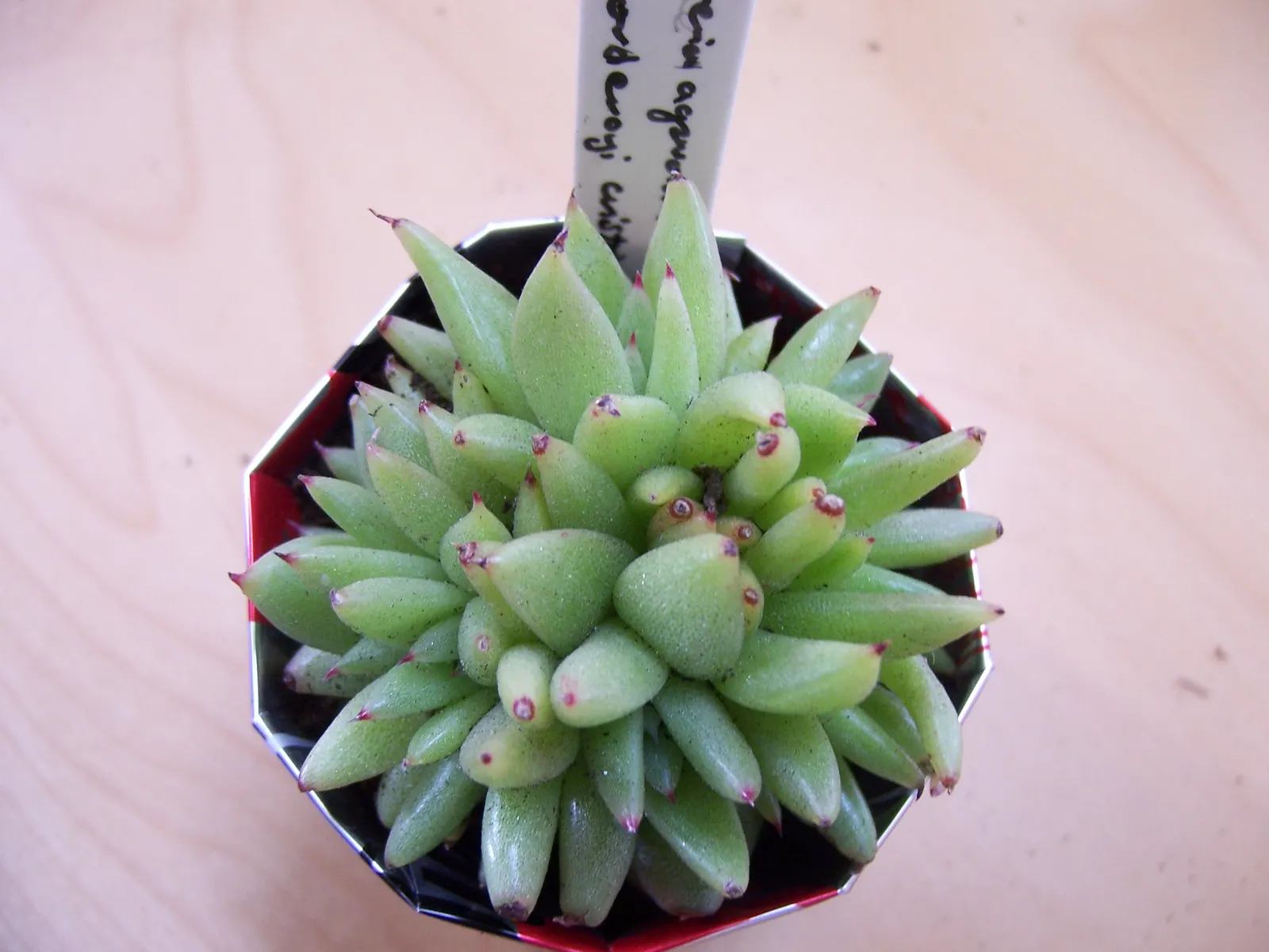 Carpet Echeveria (Echeveria Agavoides) — offering an additional layer of visual interest to its already captivating foliage; making it suitable for outdoor