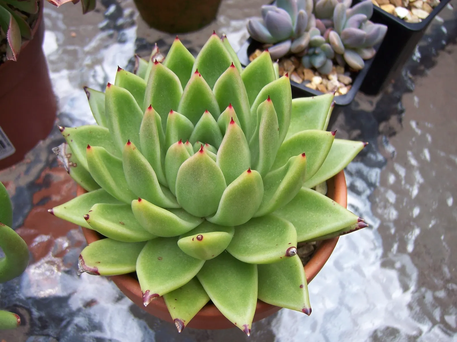 Carpet Echeveria (Echeveria Agavoides) — arching stalks that can reach up to 12 inches in height