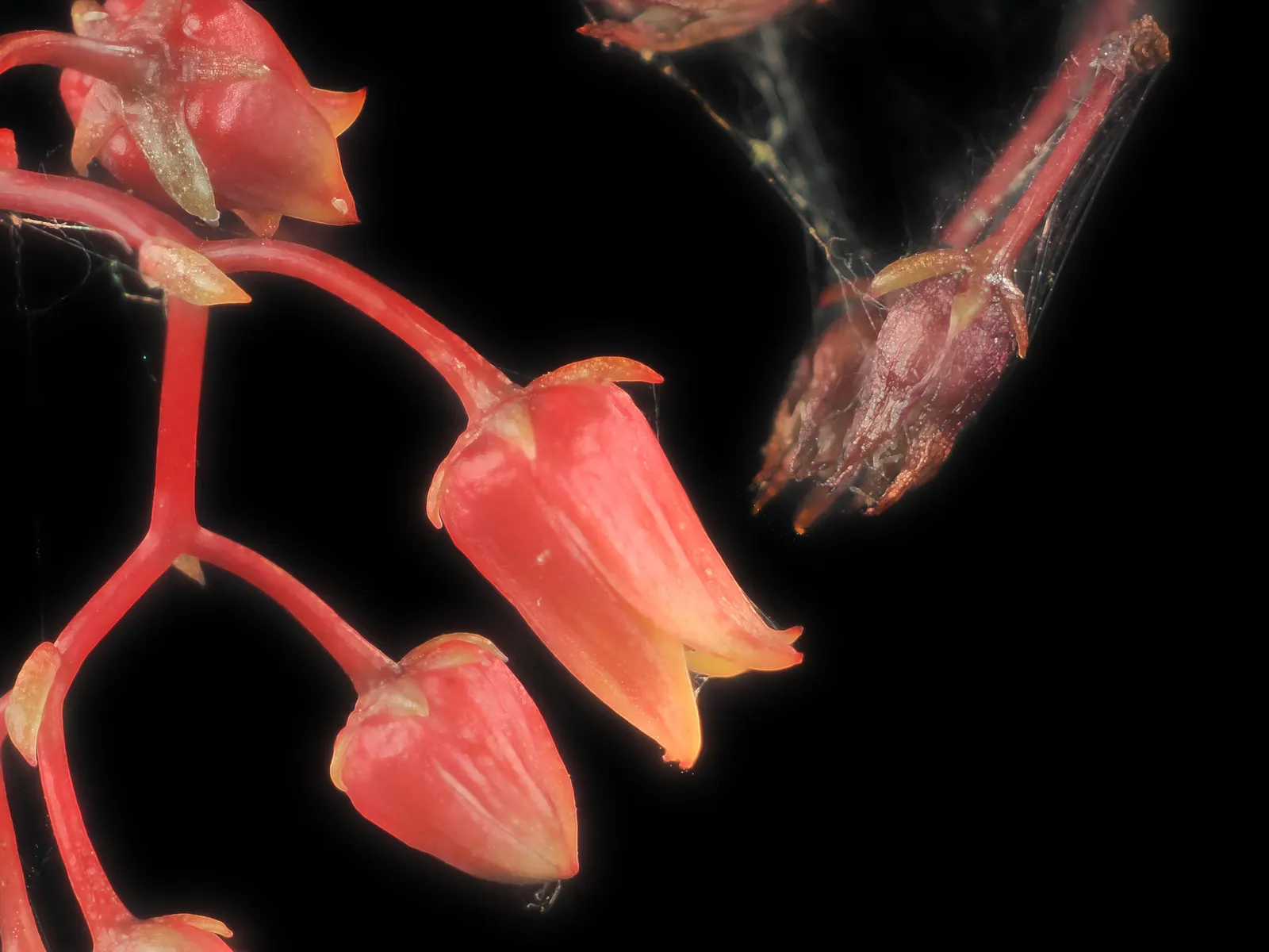 Carpet Echeveria (Echeveria Agavoides) — sculptural form.<br><br>This drought-tolerant species requires minimal watering once established; succulent with