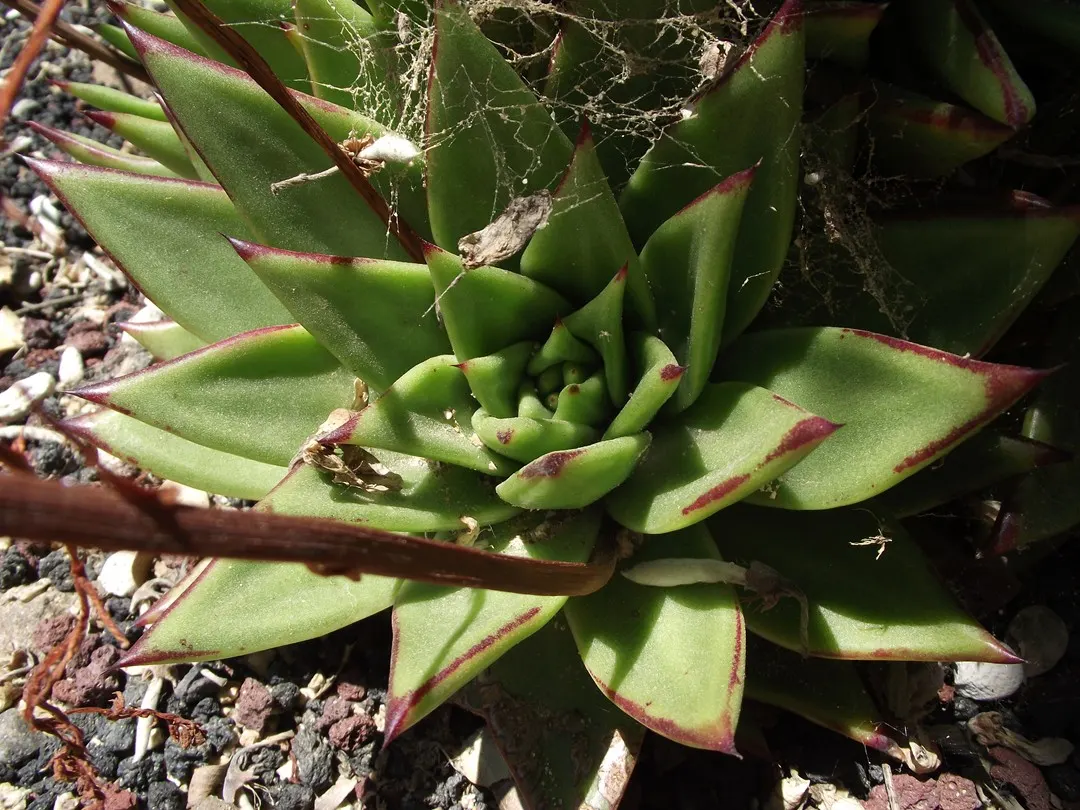 Carpet Echeveria (Echeveria Agavoides) — is a striking and low-maintenance succulent that adds a modern flair to any garden or landscape design