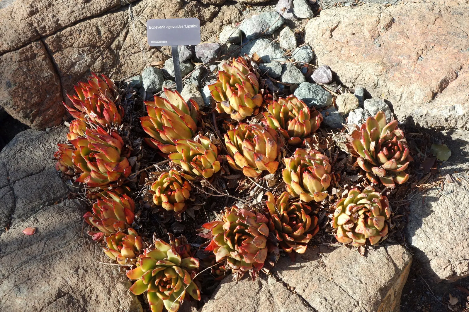 Carpet Echeveria (Echeveria Agavoides) — which is the inspiration behind its specific epithet 'agavoides'