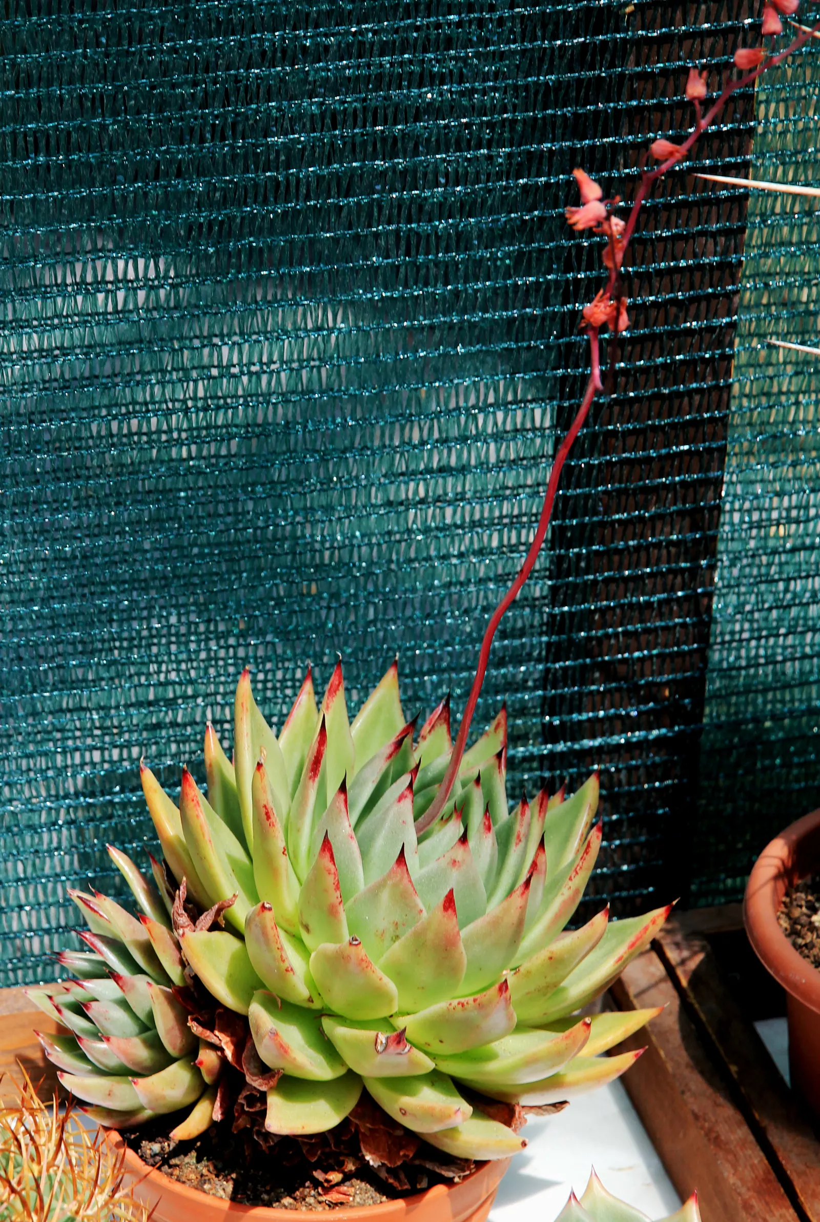 Carpet Echeveria (Echeveria Agavoides) — preferring well-drained soil and a sunny to partial shade location