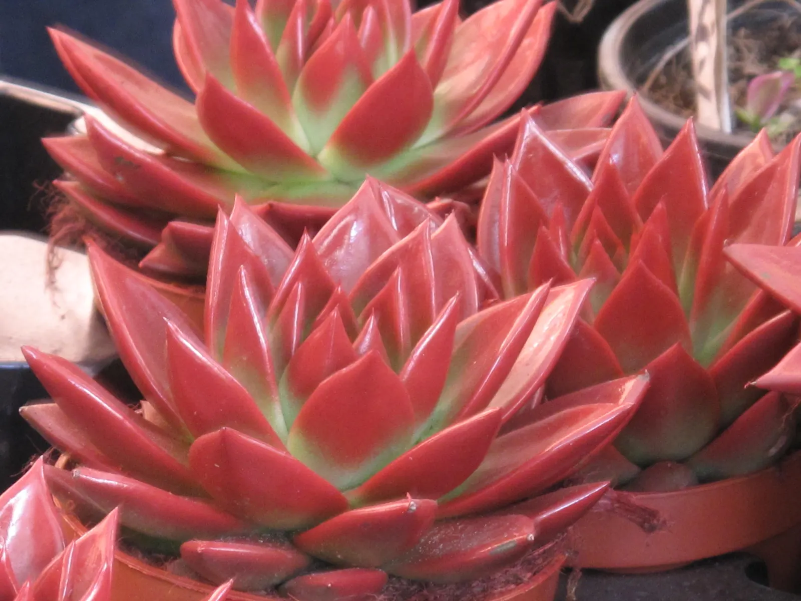 Carpet Echeveria (Echeveria Agavoides) — It is characterized by its compact