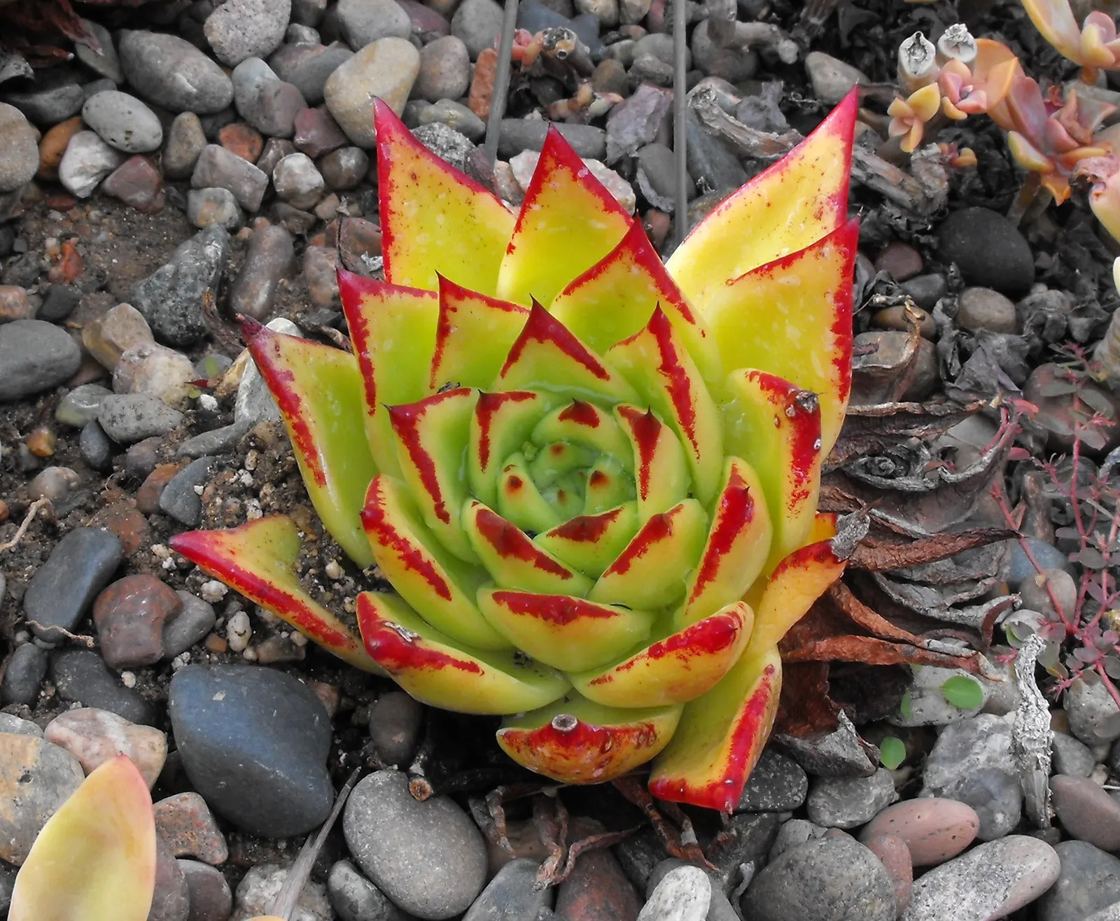 Carpet Echeveria (Echeveria Agavoides) — ensure each rosette is spaced approximately 6 to 9 inches apart to allow for proper air circulation and growth