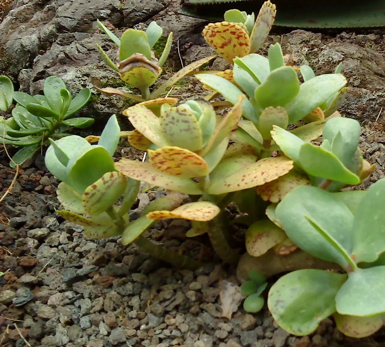 Ink Spot Kalanchoe (Kalanchoe Marmorata) — Prefers full sun to partial shade and well-draining soil