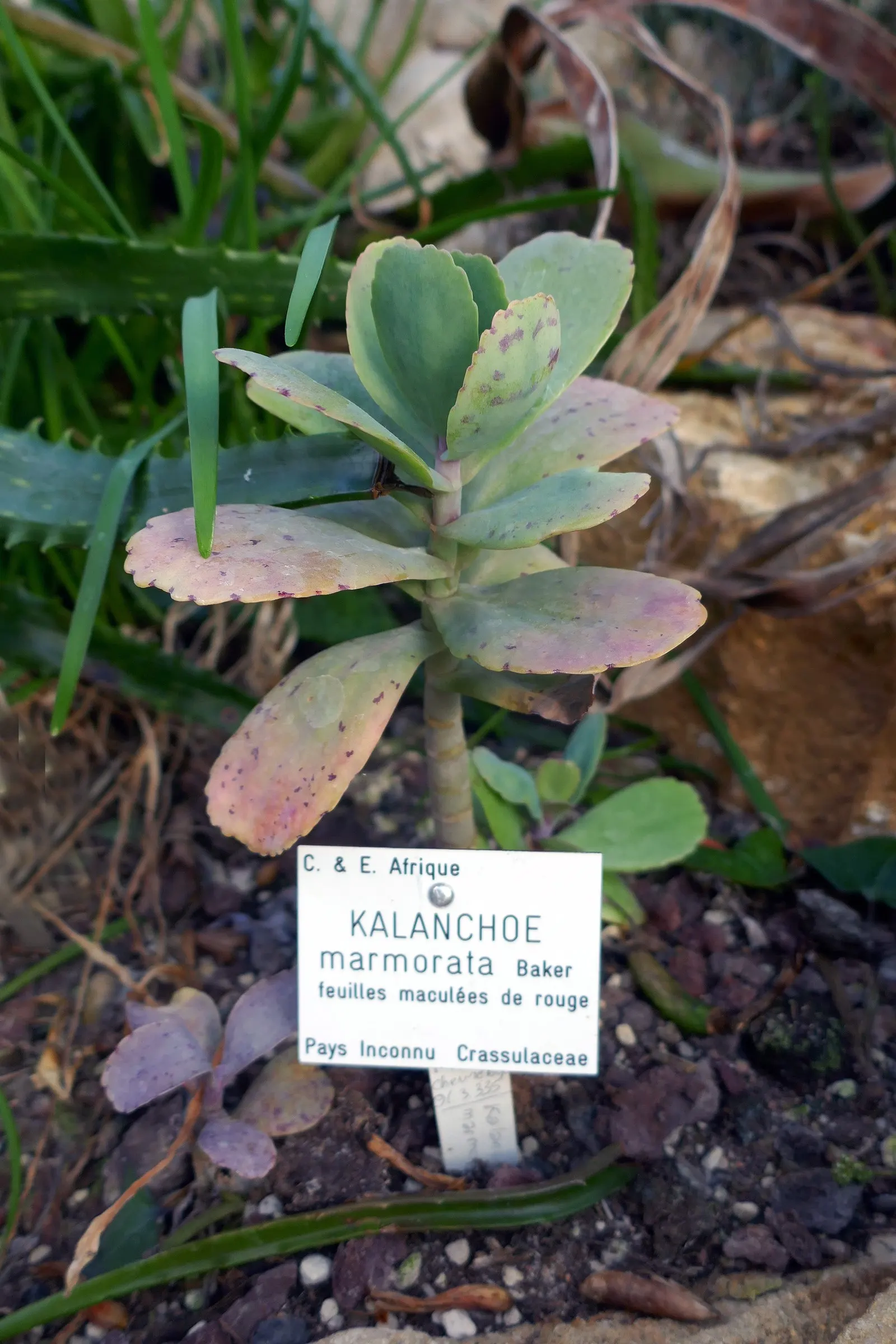 Ink Spot Kalanchoe (Kalanchoe Marmorata) — Hardy in USDA zones 9 to 11
