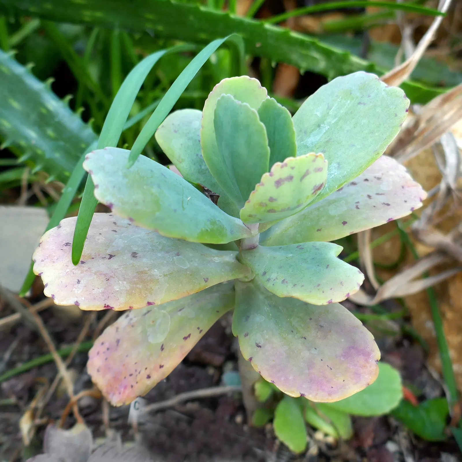 Ink Spot Kalanchoe (Kalanchoe Marmorata) — originating from Central Africa