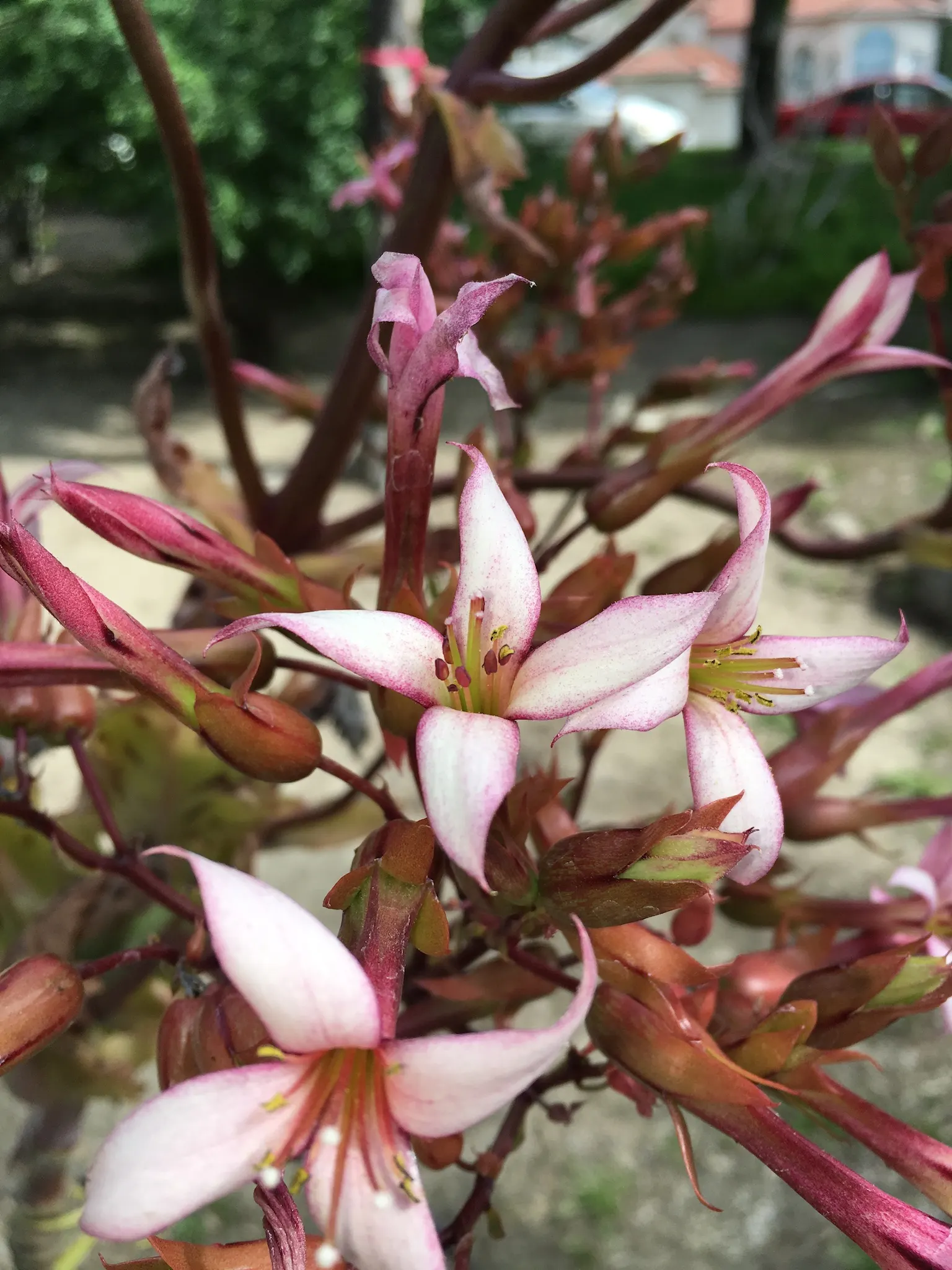 Ink Spot Kalanchoe (Kalanchoe Marmorata) — scientifically referred to as Kalanchoe marmorata