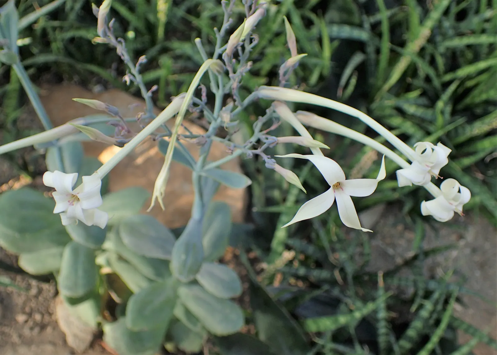 Ink Spot Kalanchoe (Kalanchoe Marmorata) — Mature plants can reach up to 12 inches in height and breadth, with a clumping growth habit