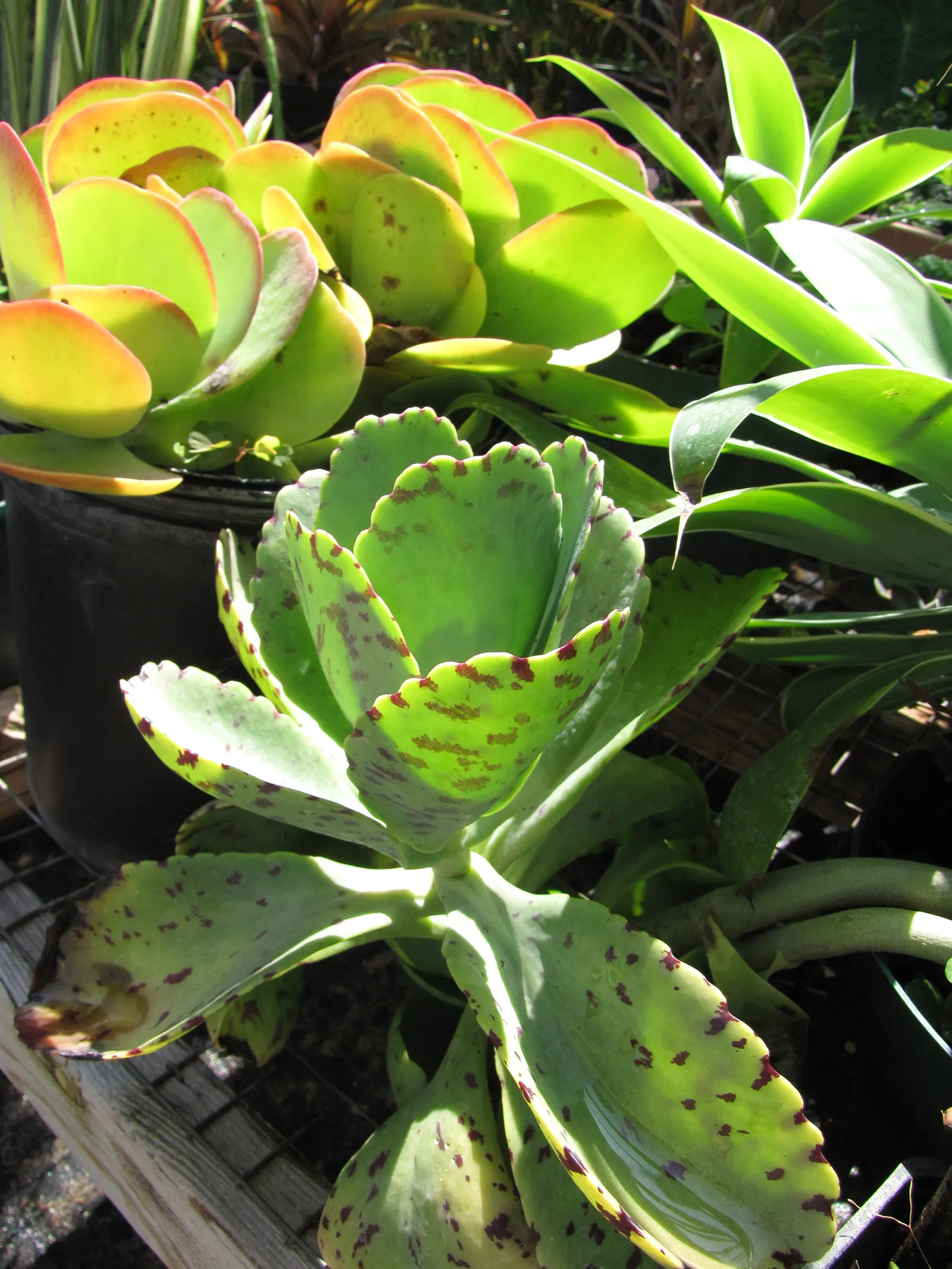 Ink Spot Kalanchoe (Kalanchoe Marmorata) — Ideal for xeriscaping, this drought-tolerant plant blooms in spring with pale pink to white, tubular flowers