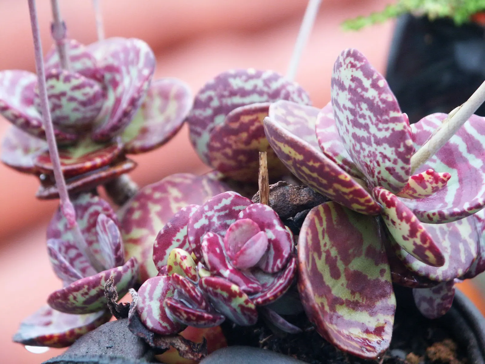 Ink Spot Kalanchoe (Kalanchoe Marmorata) — is a unique succulent that offers an exotic appeal to any landscape design