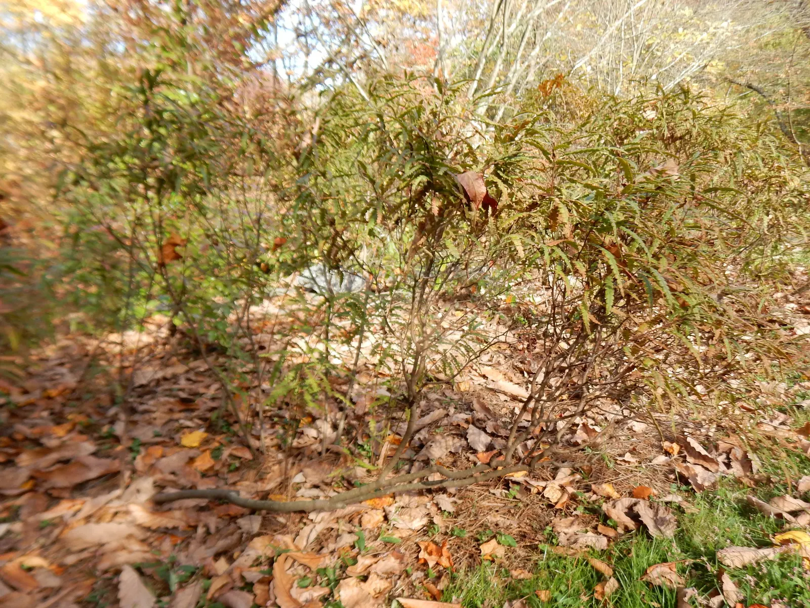 Sweet Fern (Comptonia Peregrina) — is a deciduous North American shrub