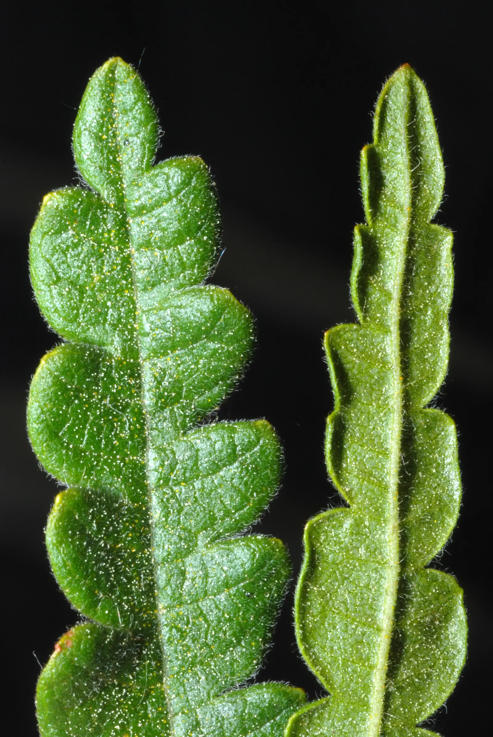 Sweet Fern (Comptonia Peregrina) — hence the name "Sweet Fern."<br><br>Thriving in USDA Hardiness Zones 3 through 8