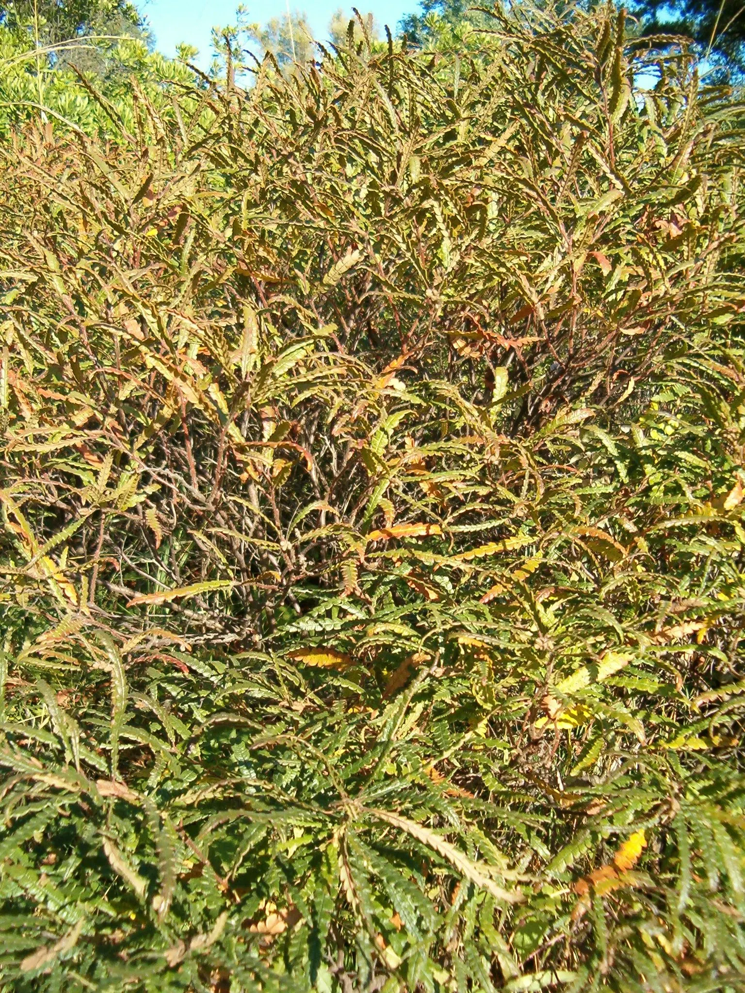 Sweet Fern (Comptonia Peregrina) — yellow-green catkins appear