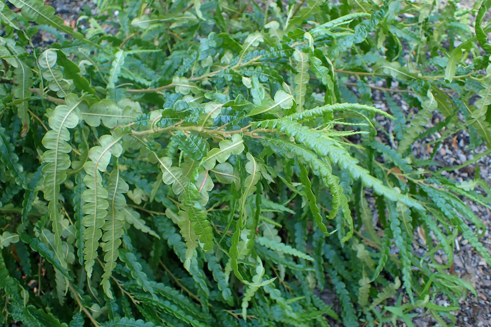 Sweet Fern (Comptonia Peregrina) — Comptonia peregrina is remarkably adaptable but prefers full sun to partial shade