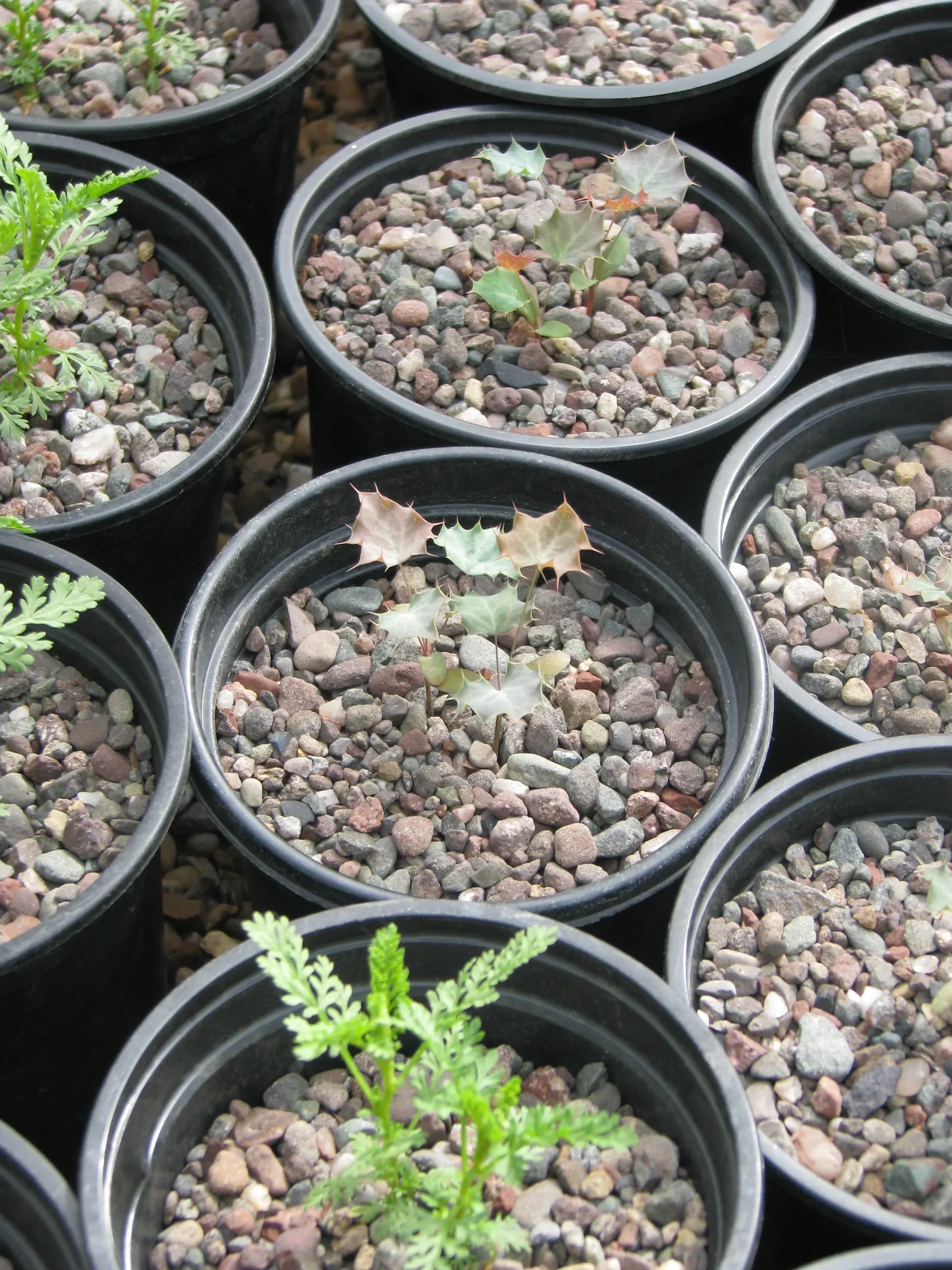 Sweet Fern (Comptonia Peregrina) — offering a unique addition to your landscape design with its aromatic
